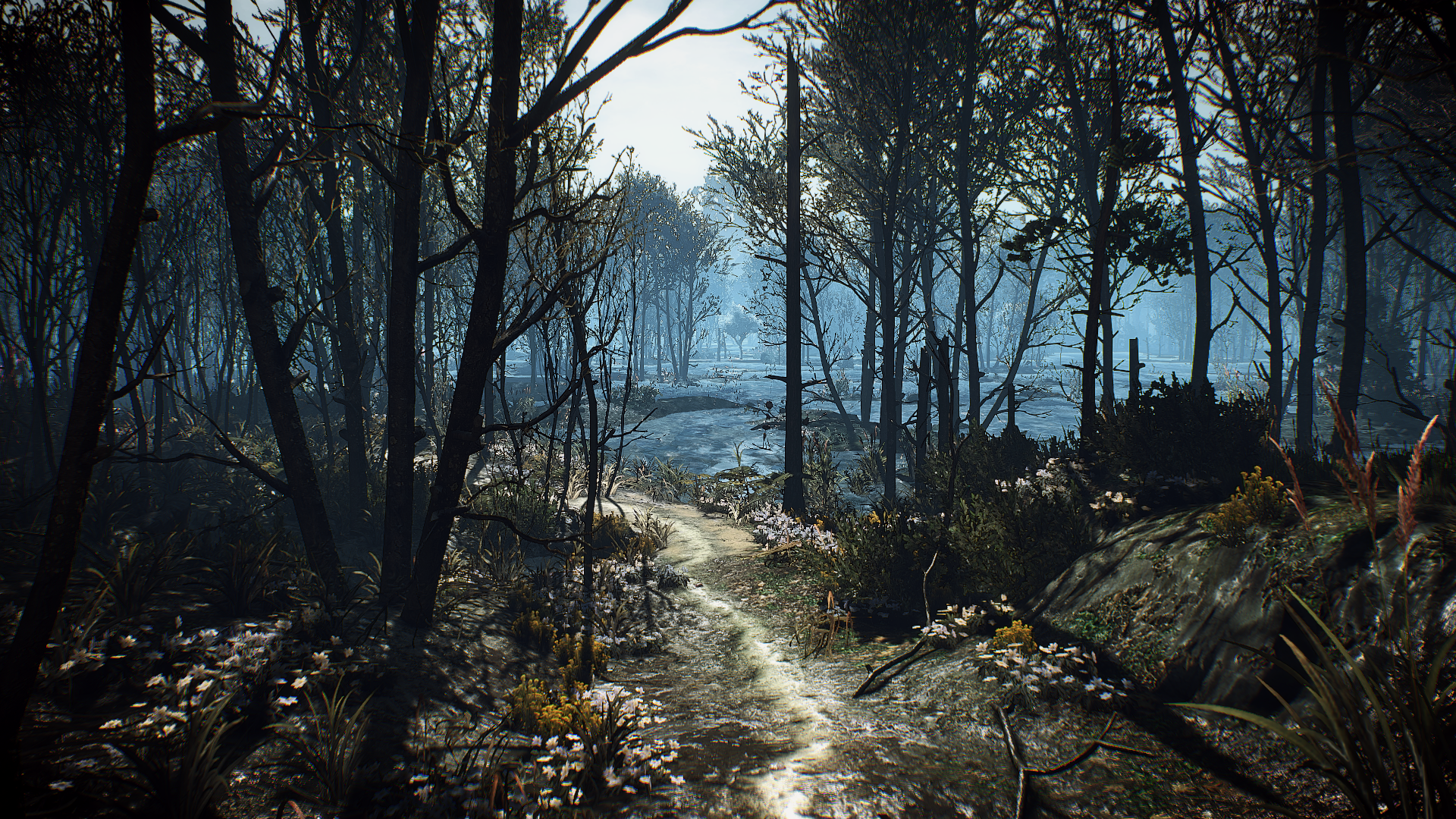 The Witcher 3: Wild Hunt forest path HD Wallpaper