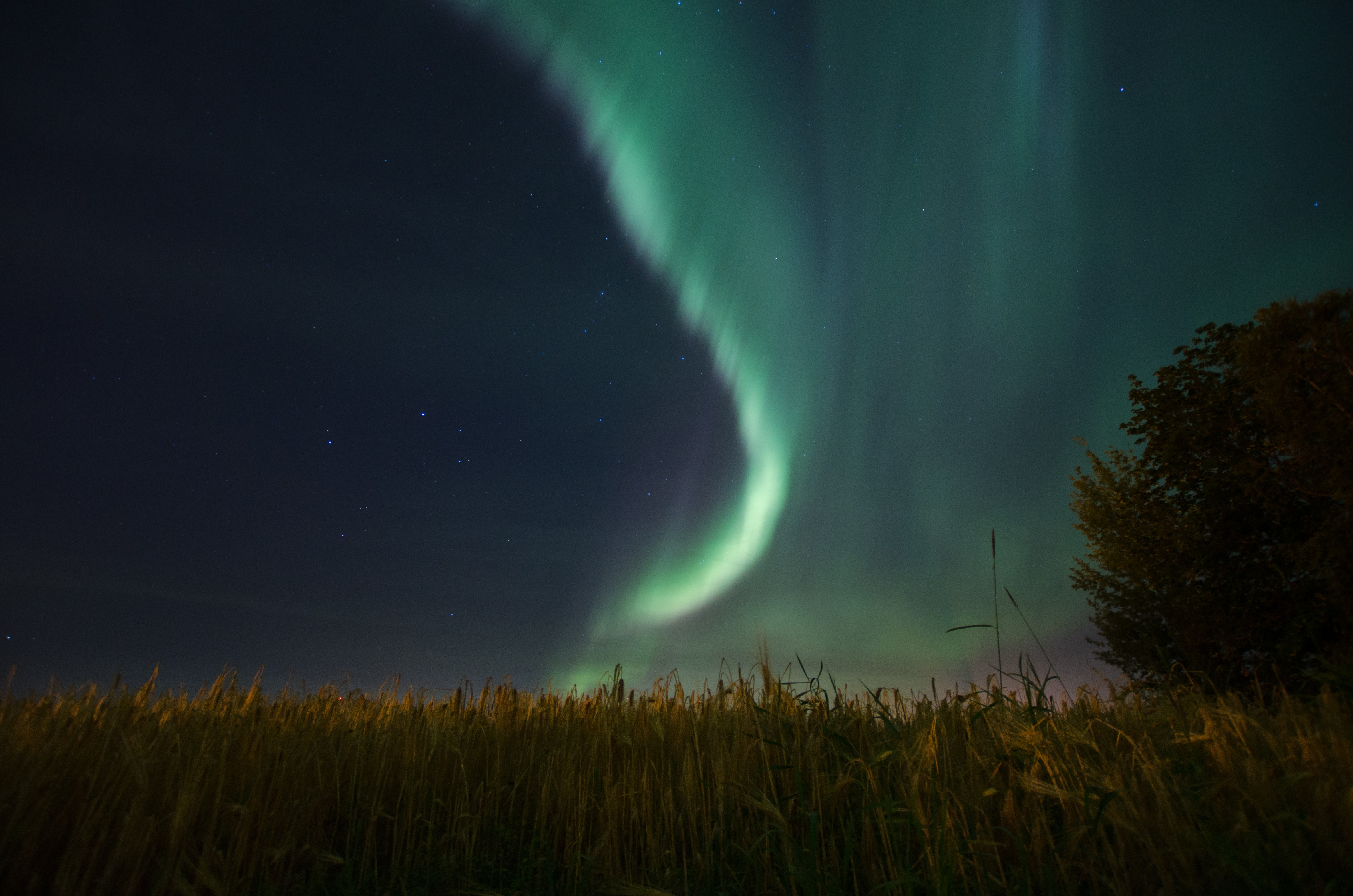 Aurora Borealis over a field of grass HD Wallpaper