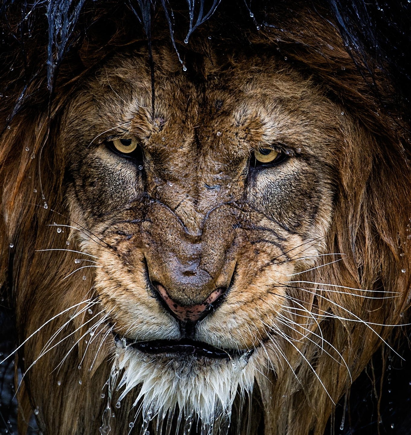 Close-up portrait of a wet lion with water drops HD Wallpaper