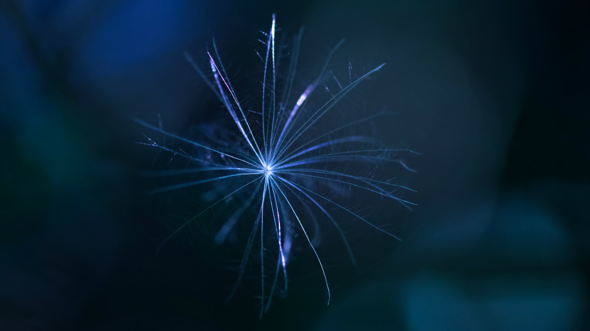 Macro shot of a dandelion seed with blue light HD Wallpaper