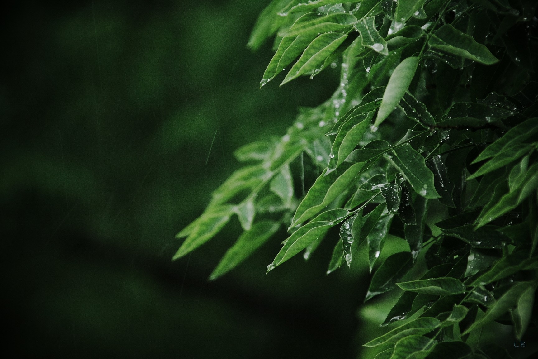 Green leaves with water drops in the rain HD Wallpaper