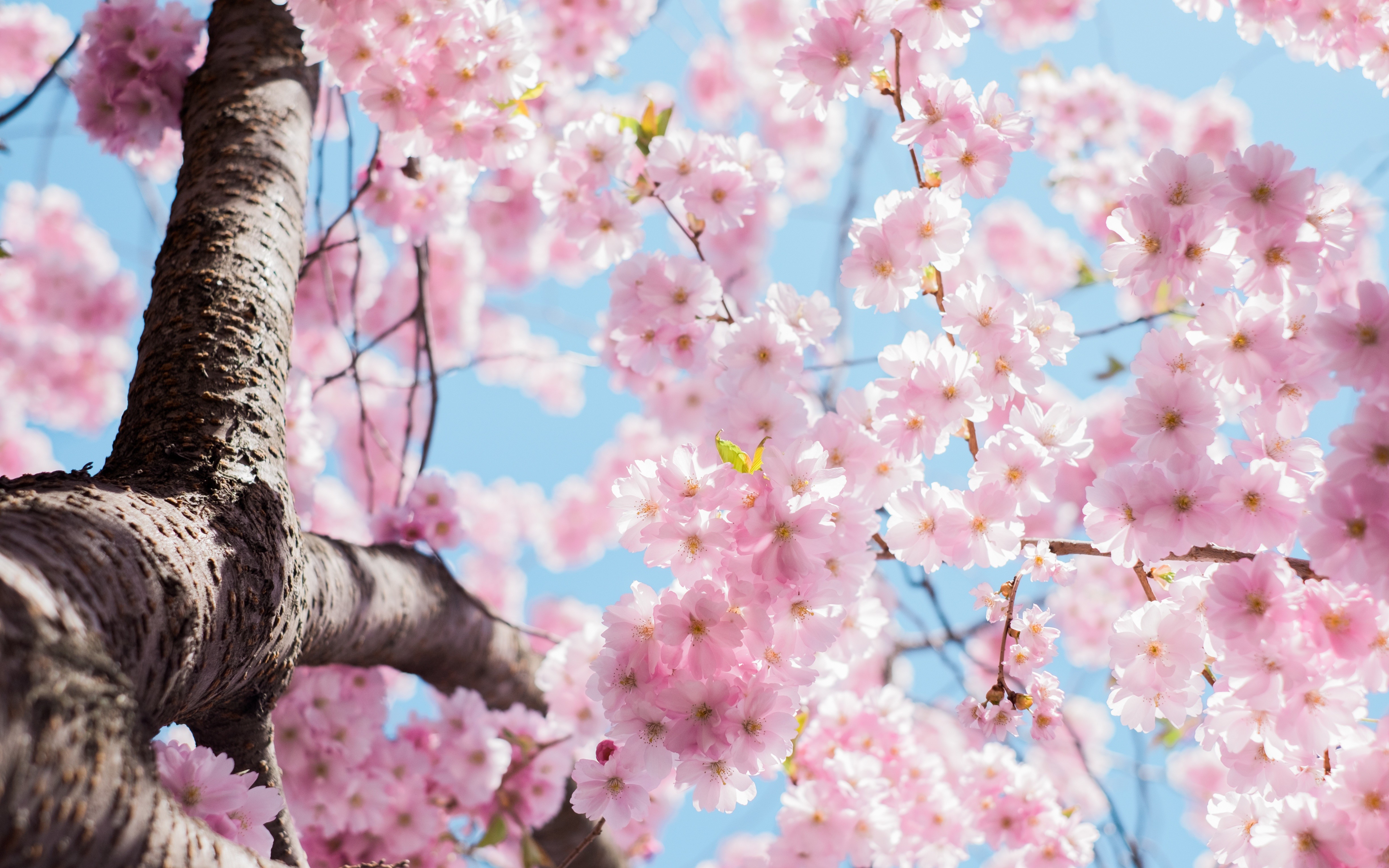 Pink cherry blossoms on a tree trunk HD Wallpaper