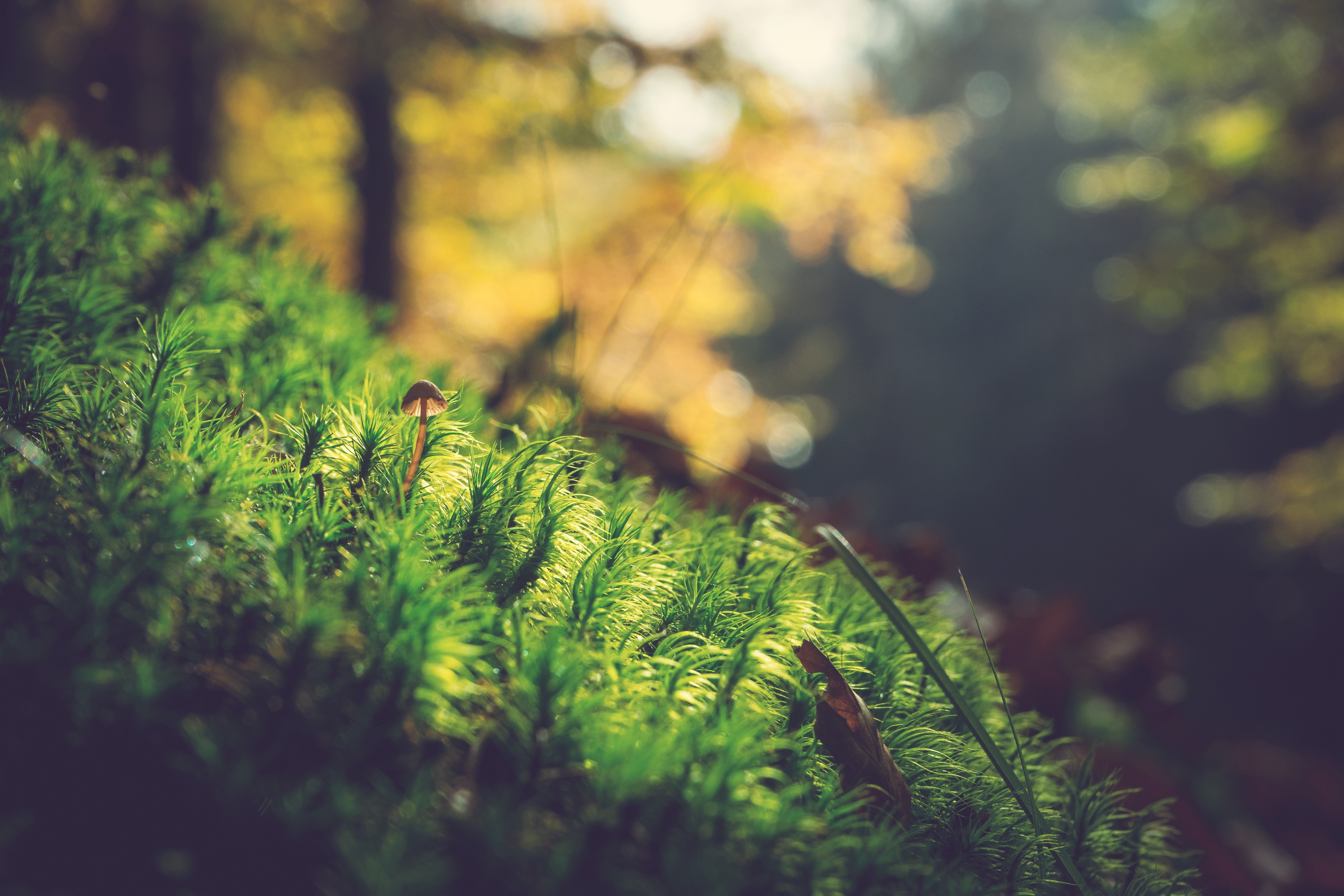 Mushroom on moss in a forest with bokeh HD Wallpaper