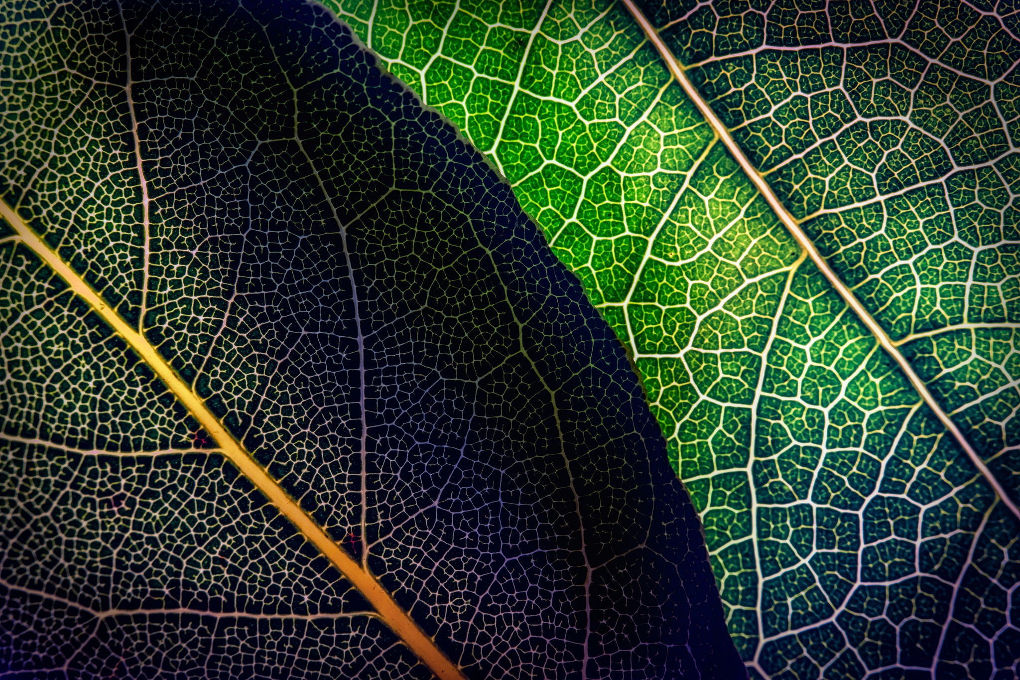 Close-up of two overlapping leaves with visible veins HD Wallpaper