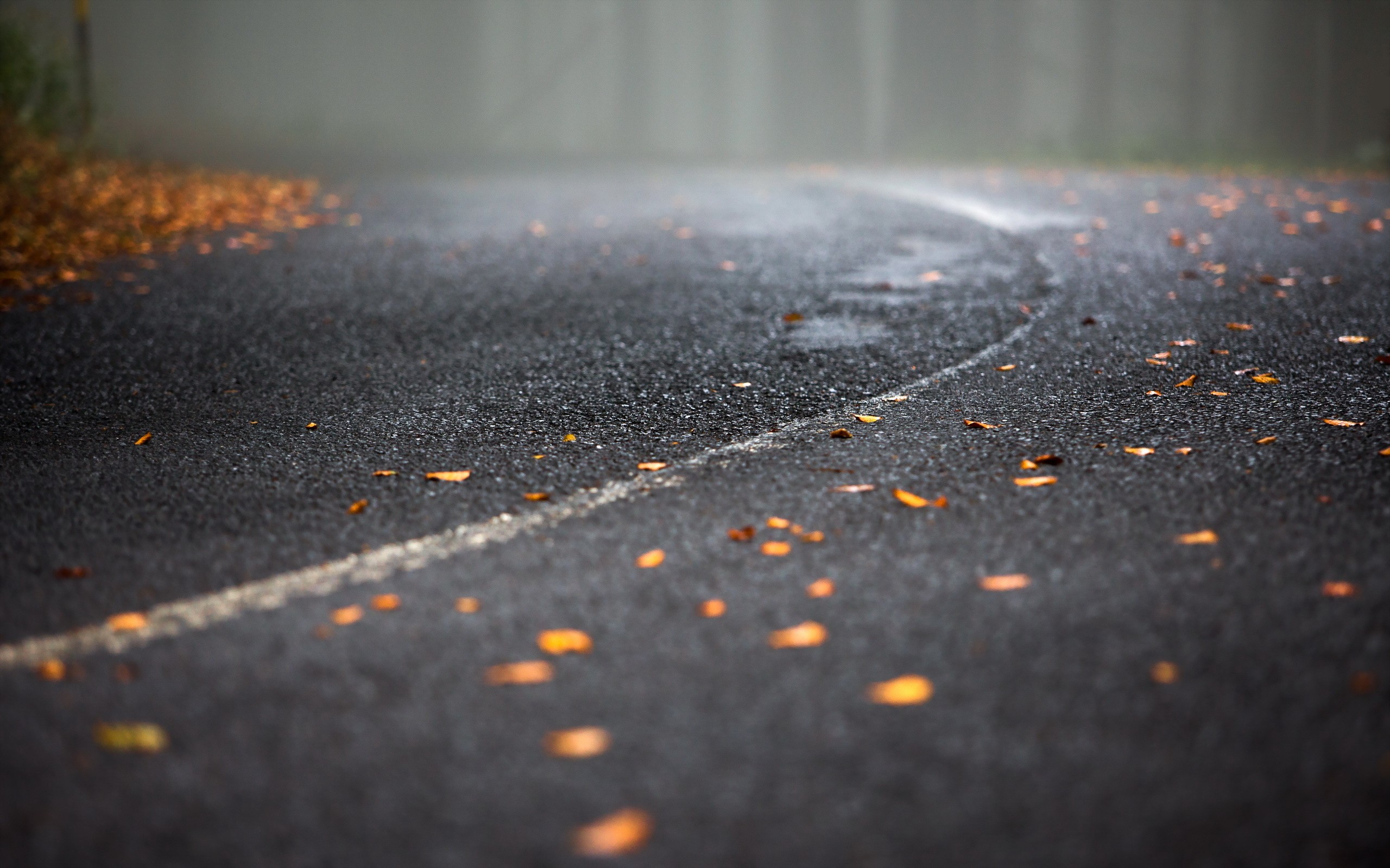 Wet asphalt road with fallen autumn leaves HD Wallpaper