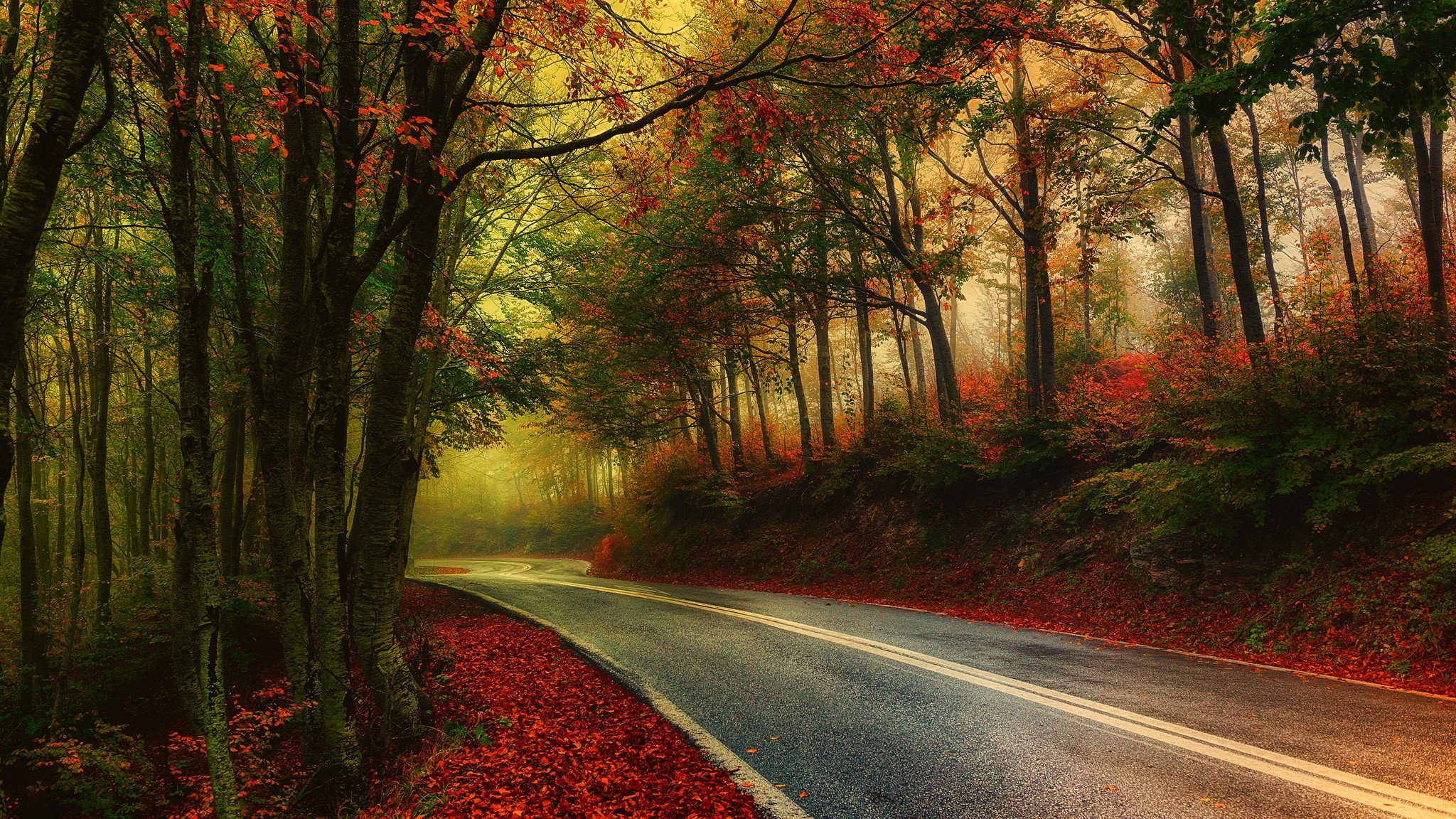 Autumn road through a misty forest in Greece HD Wallpaper