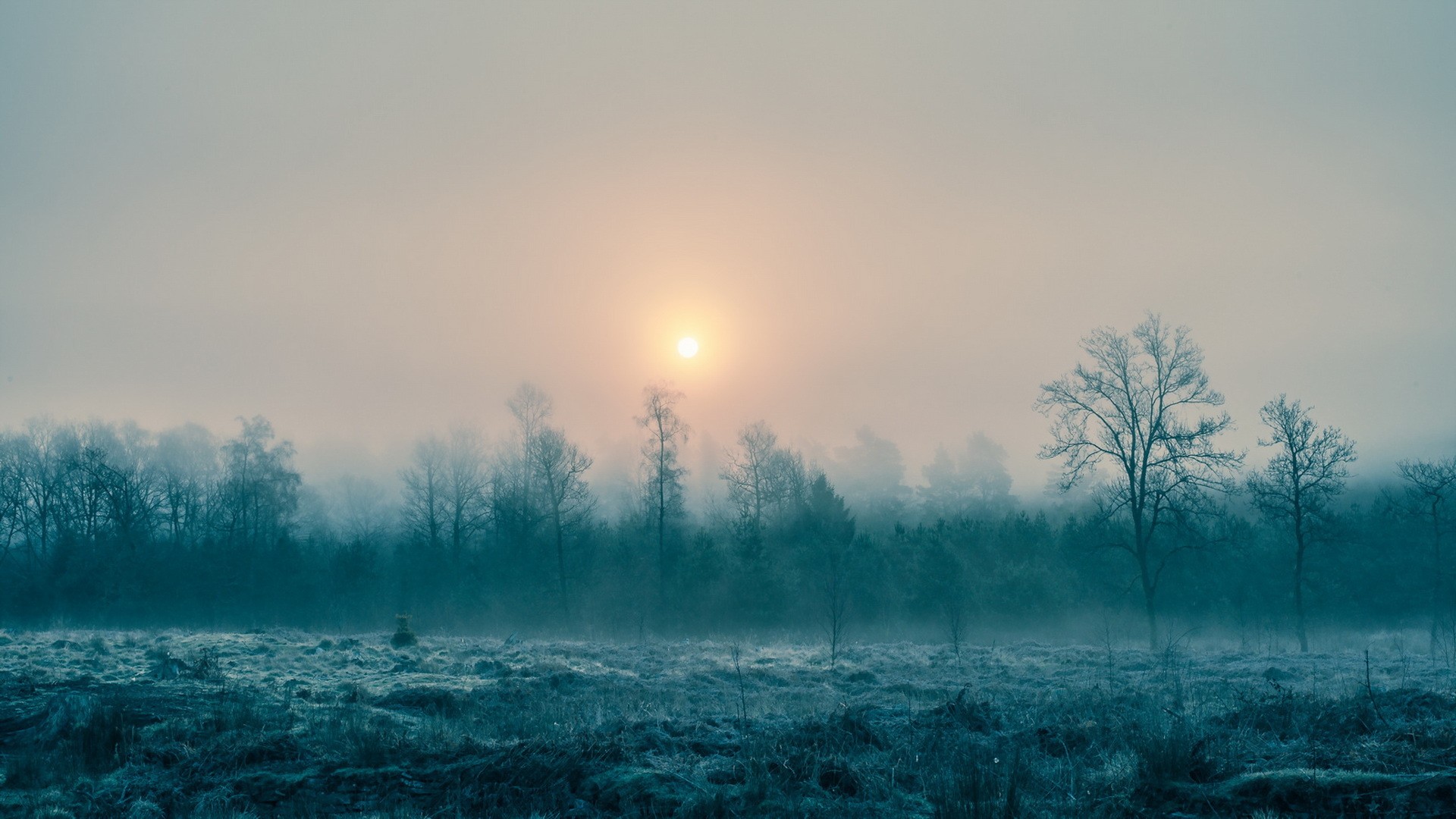 Sun rising over a misty forest landscape HD Wallpaper