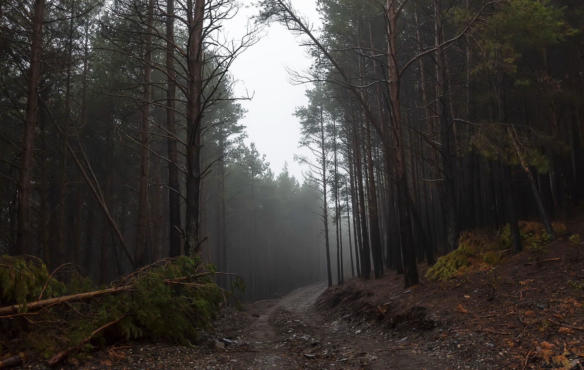 A foggy forest path with tall trees HD Wallpaper