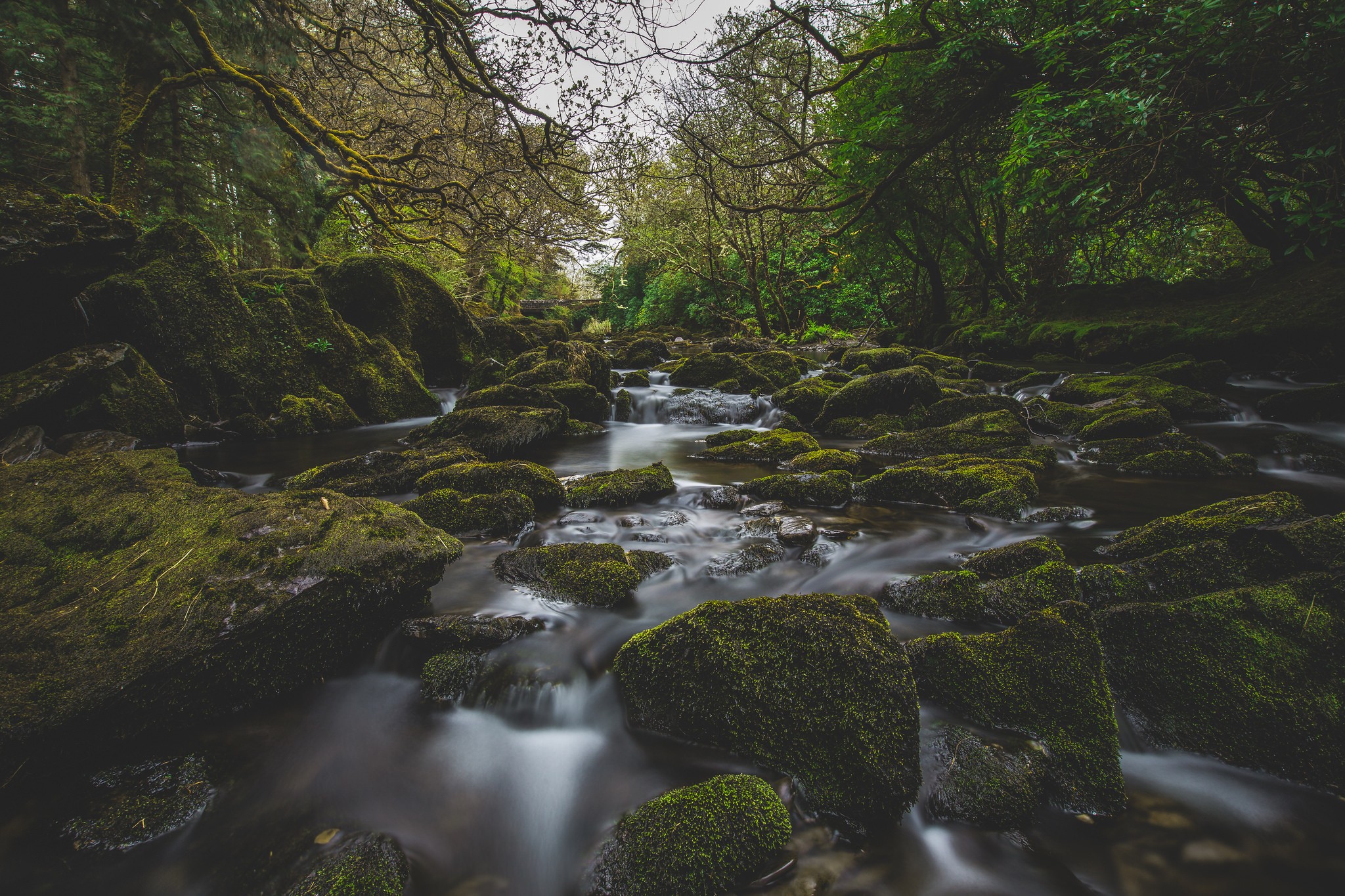 Mossy rocks in a forest river HD Wallpaper