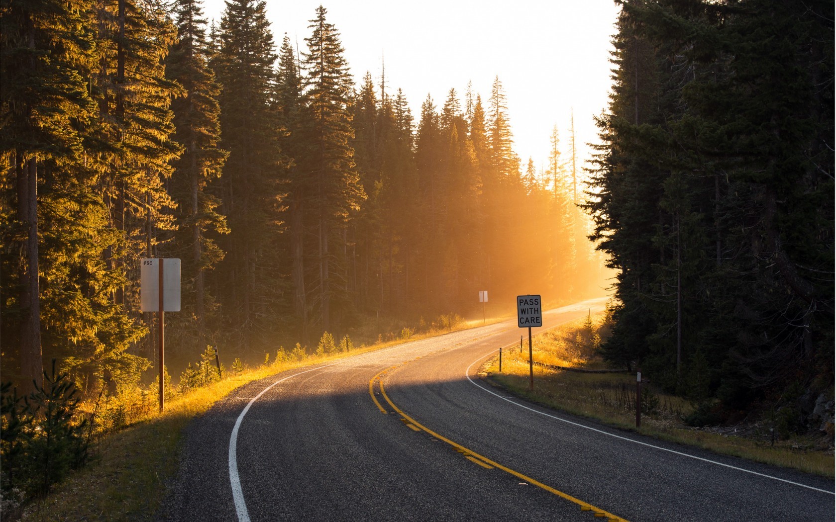 Sunlight through trees on a winding forest road HD Wallpaper