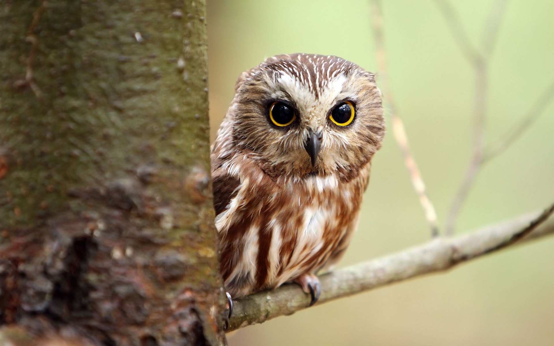 A small owl perches on a branch next to a tree. HD Wallpaper