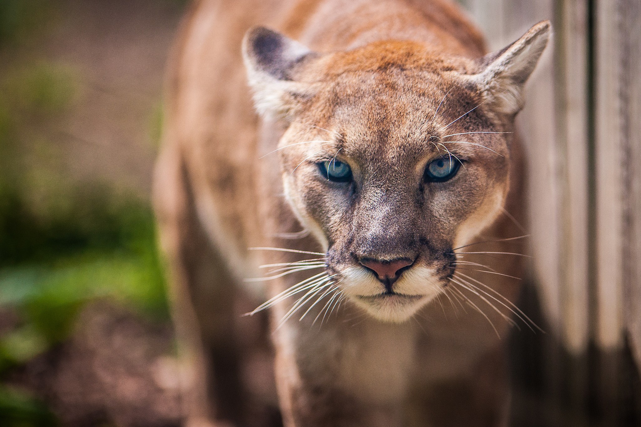 Close-up of a cougar with striking blue eyes HD Wallpaper