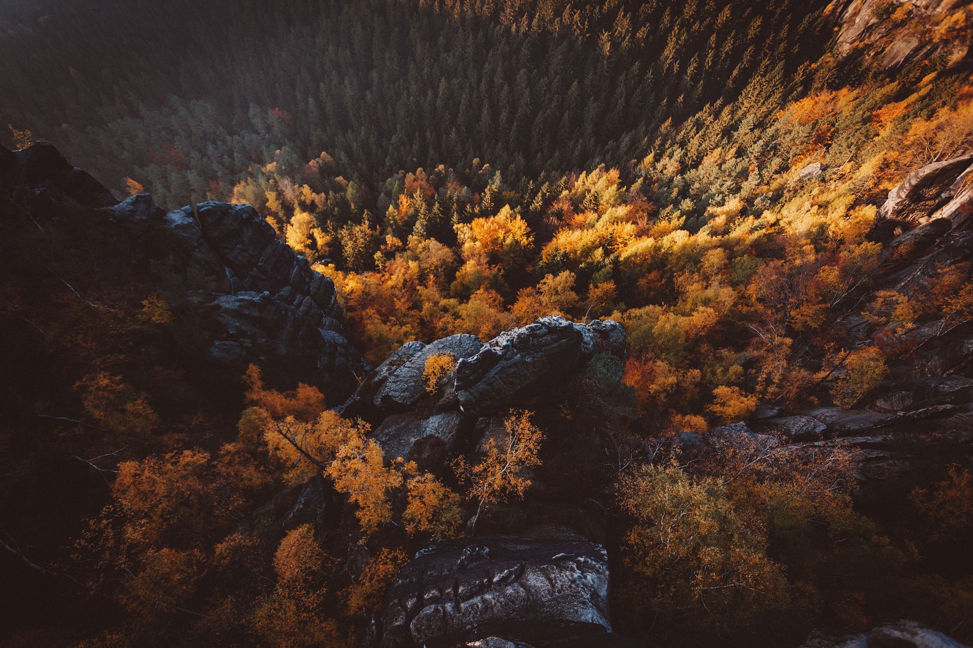 Aerial view of a forest in autumn colors HD Wallpaper