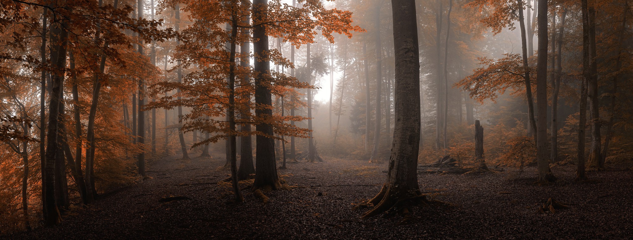 Autumn forest with orange leaves and fog HD Wallpaper