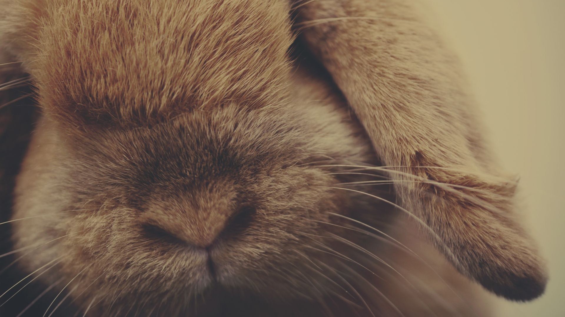 Close-up of a brown rabbit's face HD Wallpaper