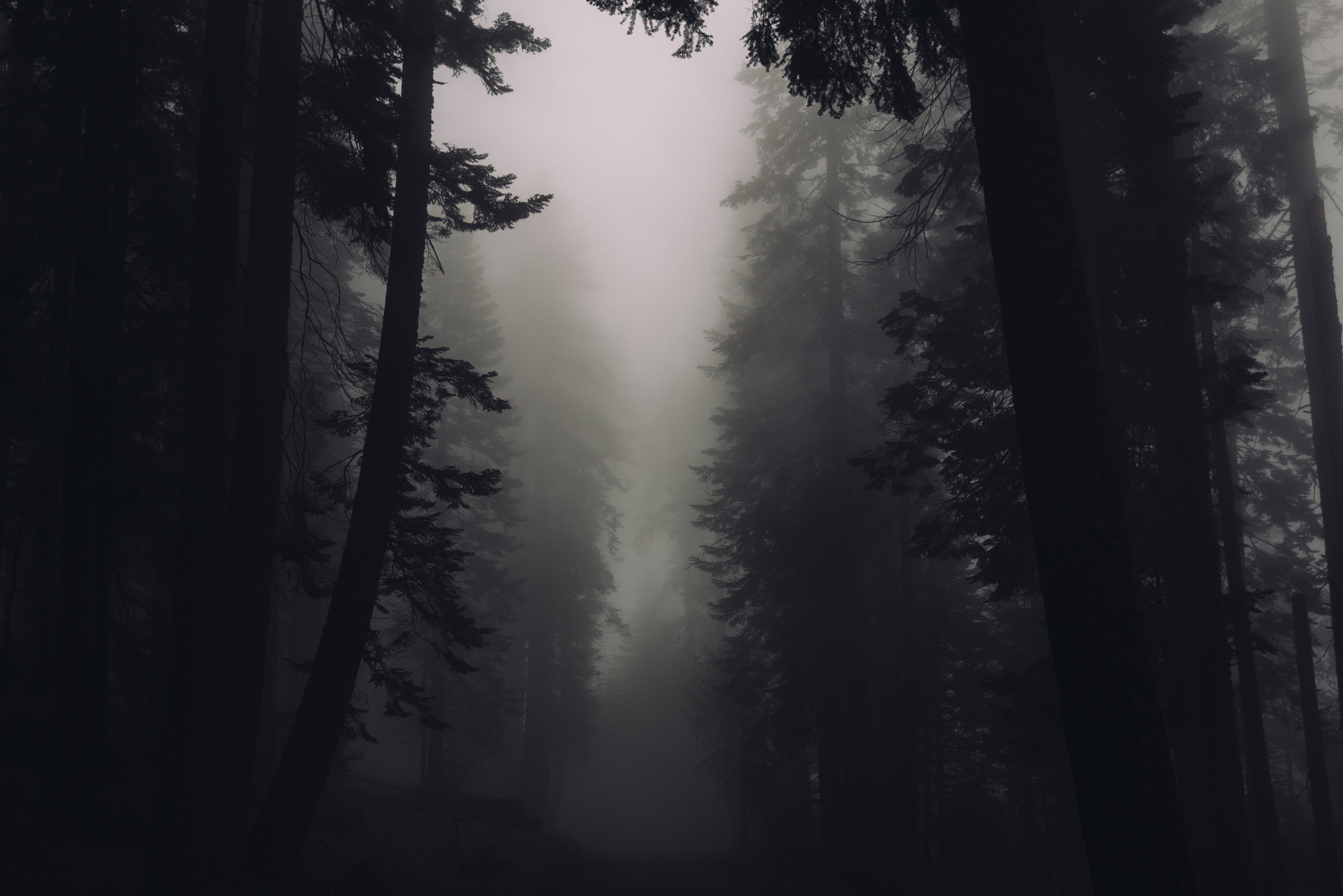 Dark misty forest with tall trees HD Wallpaper