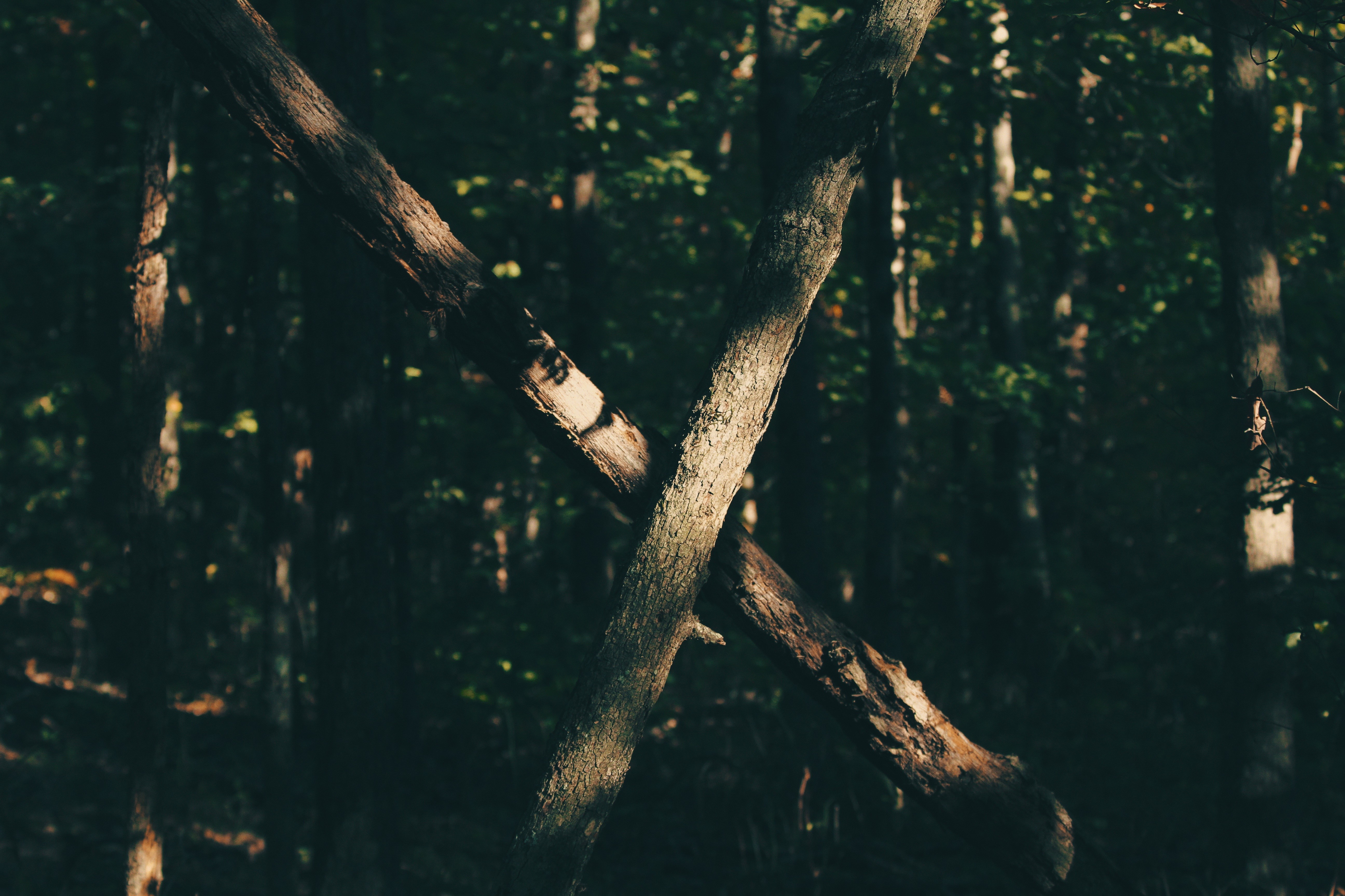 Two tree branches crossing in a dark forest HD Wallpaper