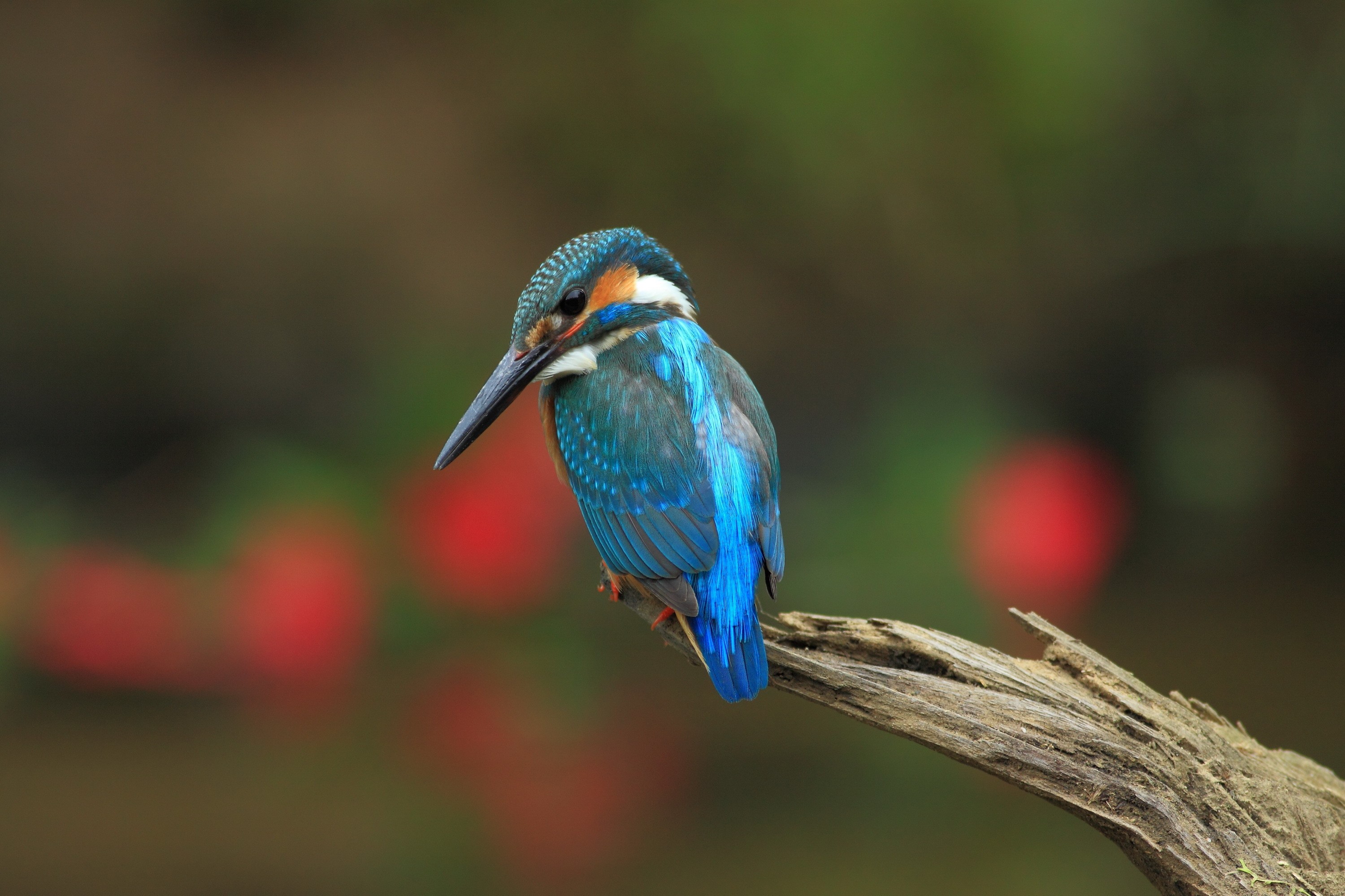 A kingfisher perched on a branch HD Wallpaper
