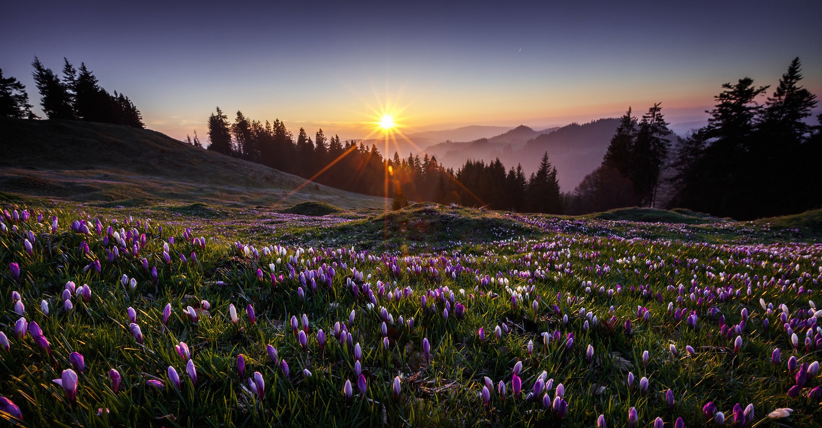 Sunset over a field of crocuses in the mountains HD Wallpaper