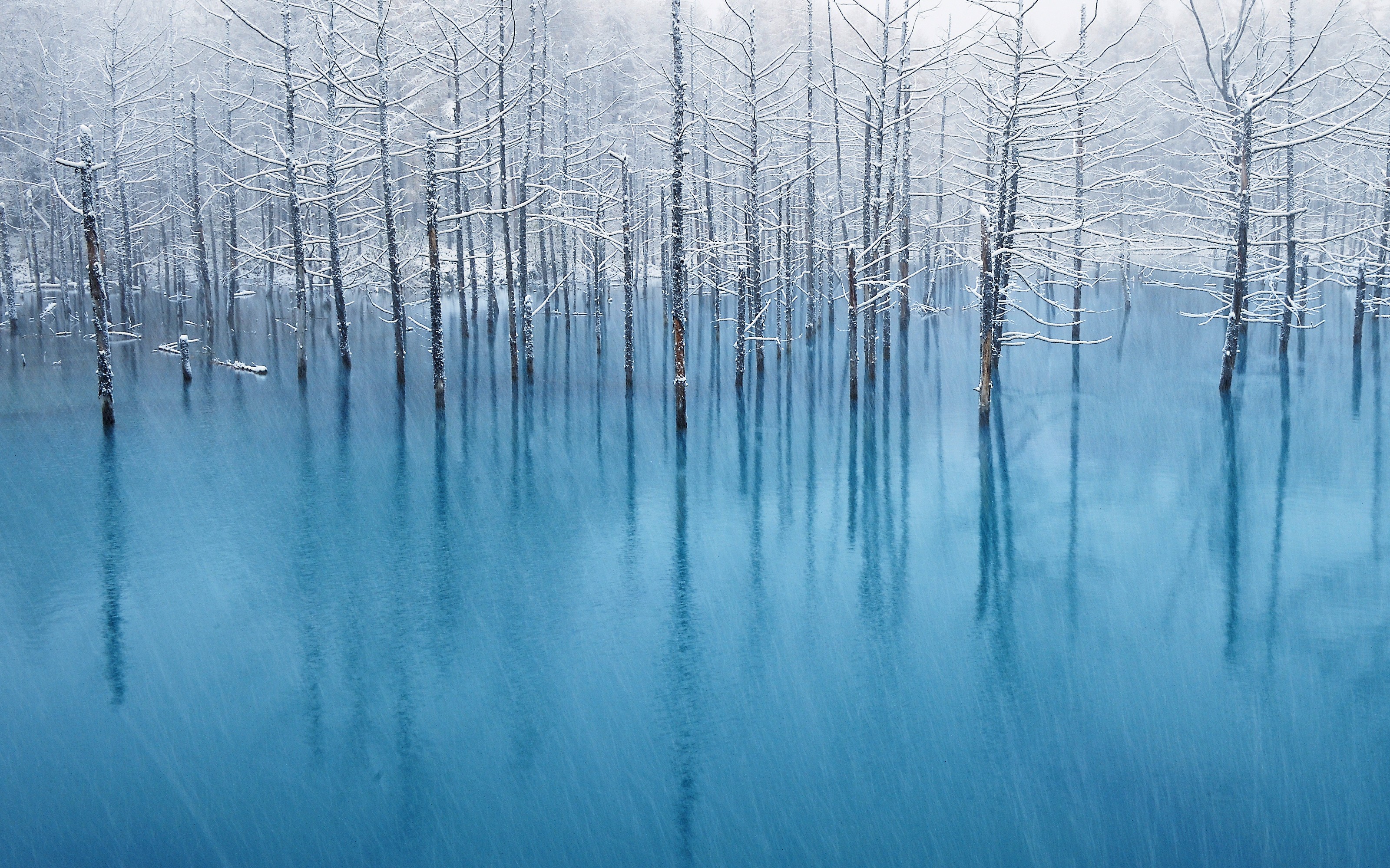 Snow-covered trees in a bright blue winter lake HD Wallpaper