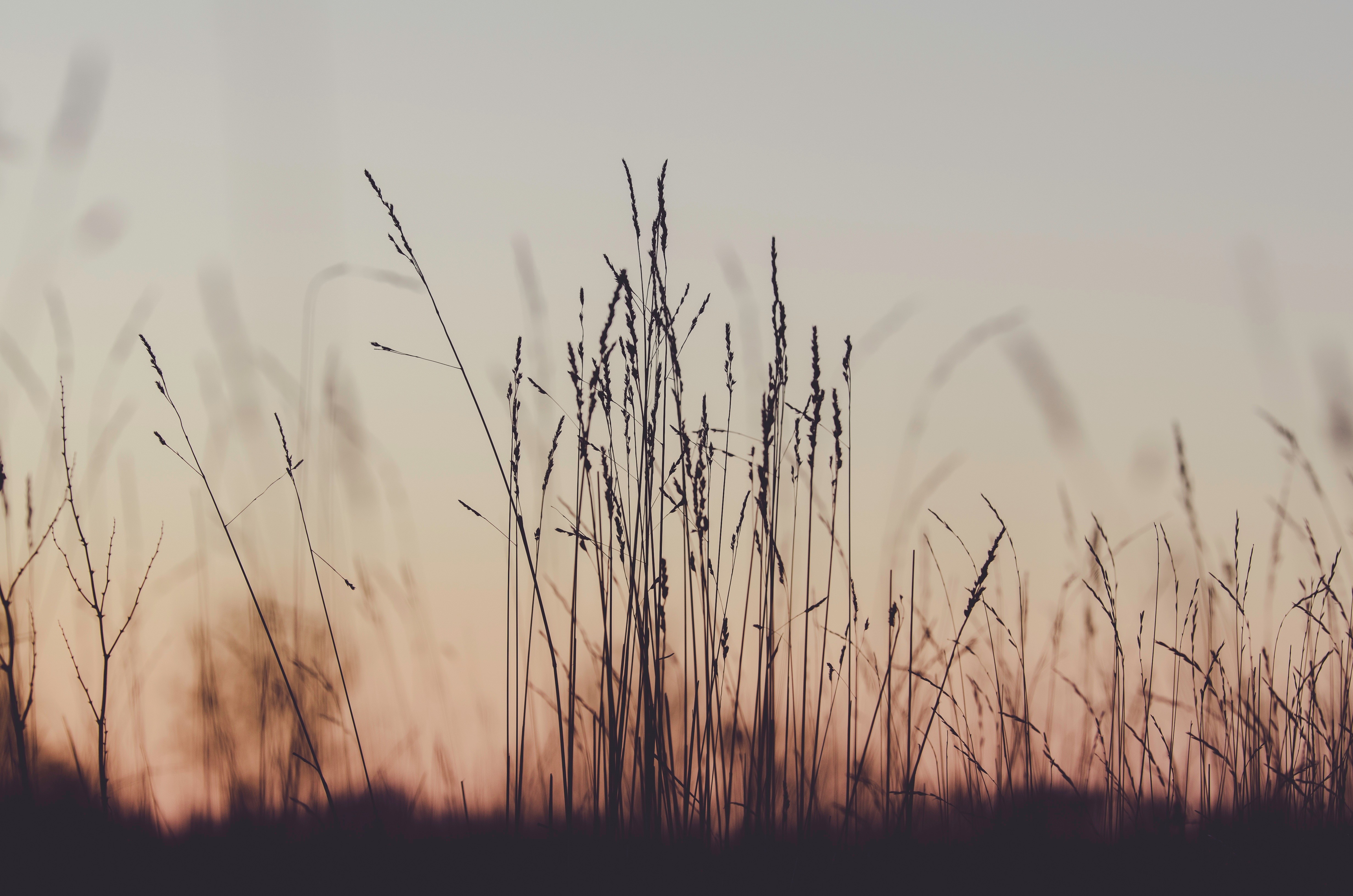 Silhouette of tall grass at sunset with depth of field HD Wallpaper