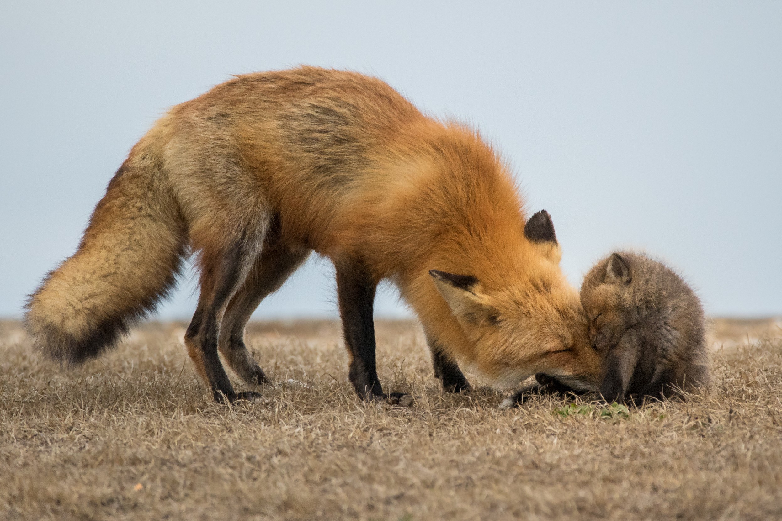 Mother fox nuzzles a sleeping kit in dry grass HD Wallpaper