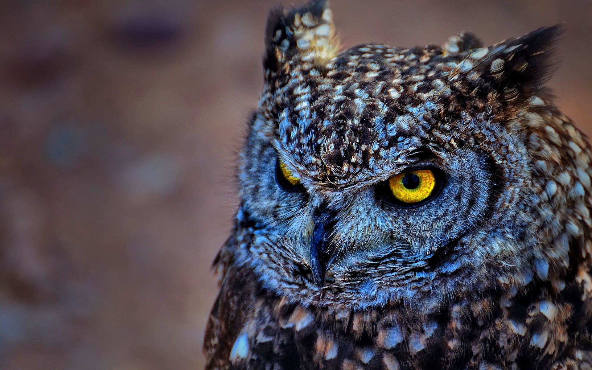 Close-up of a spotted eagle-owl with bright yellow eyes HD Wallpaper