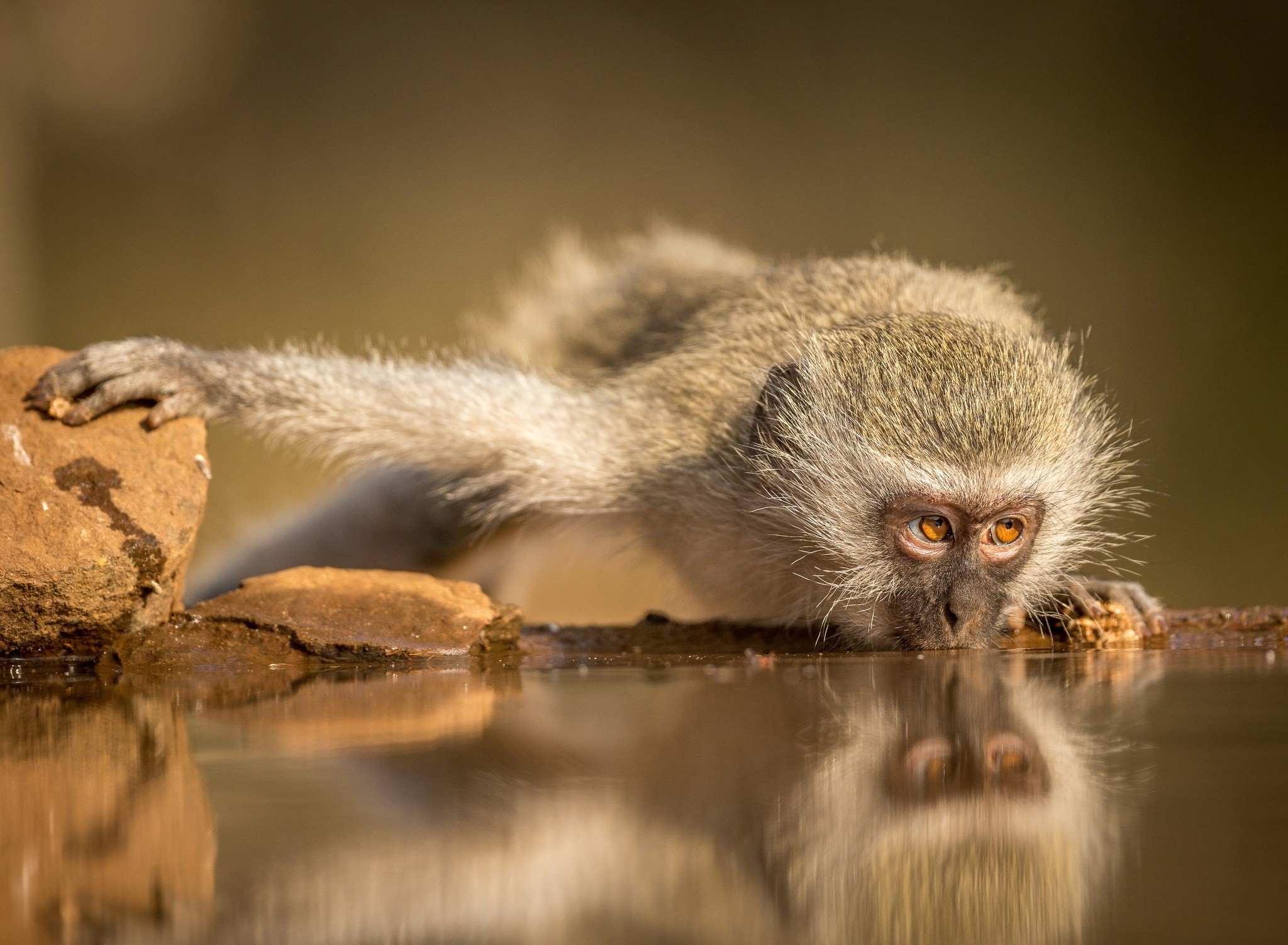 Monkey drinking water with reflection HD Wallpaper