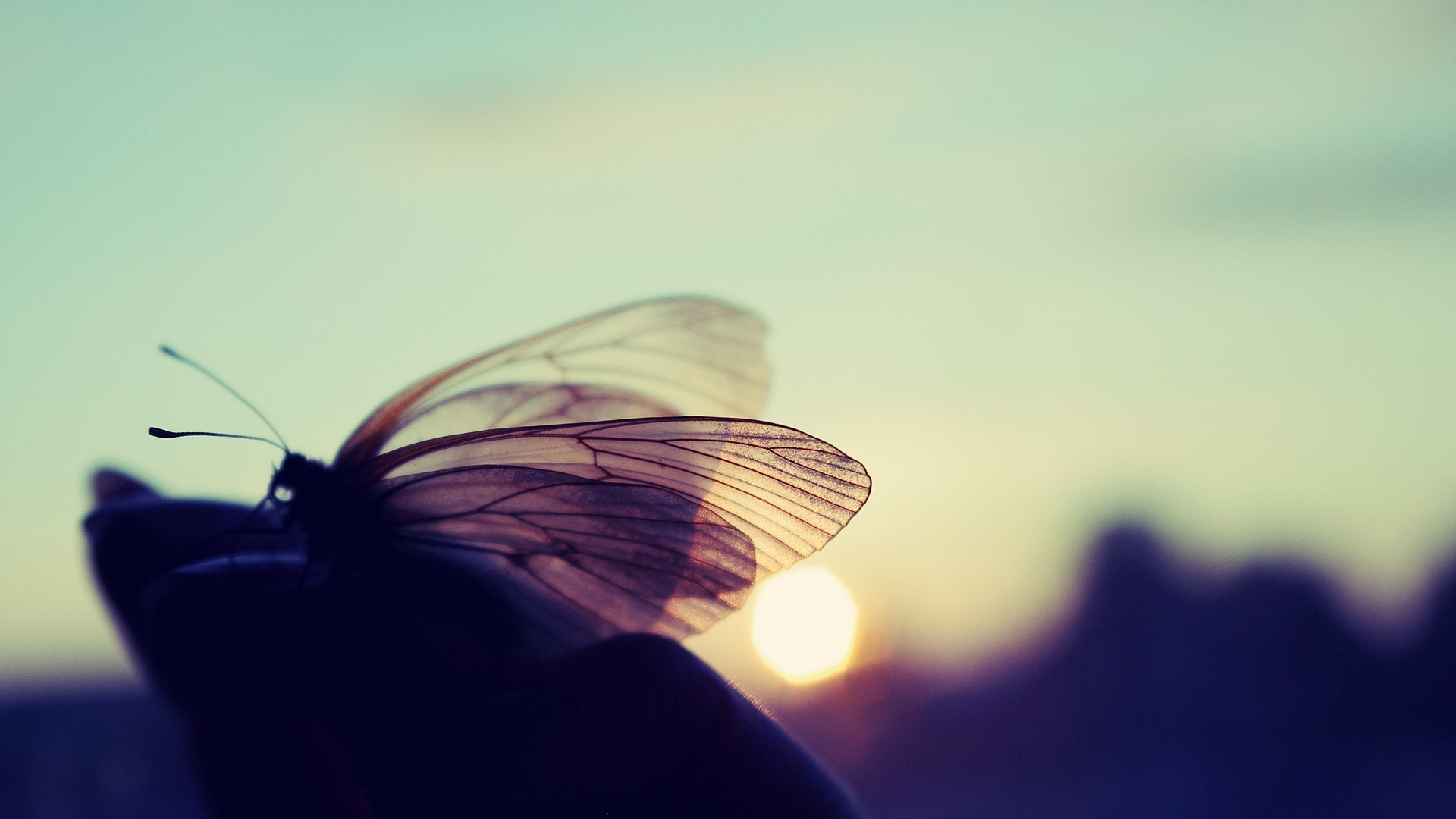 Butterfly on a hand at sunset HD Wallpaper