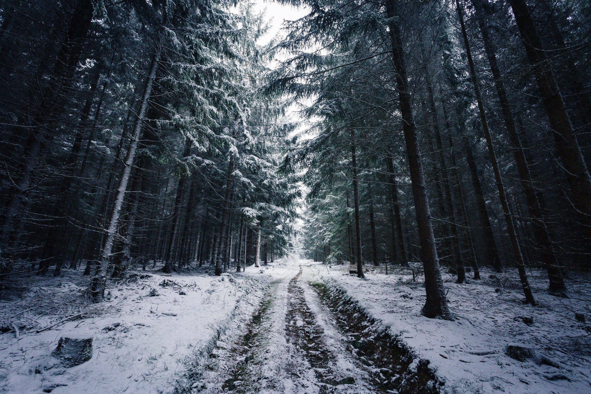 Snowy road through a dark winter forest in Norway HD Wallpaper