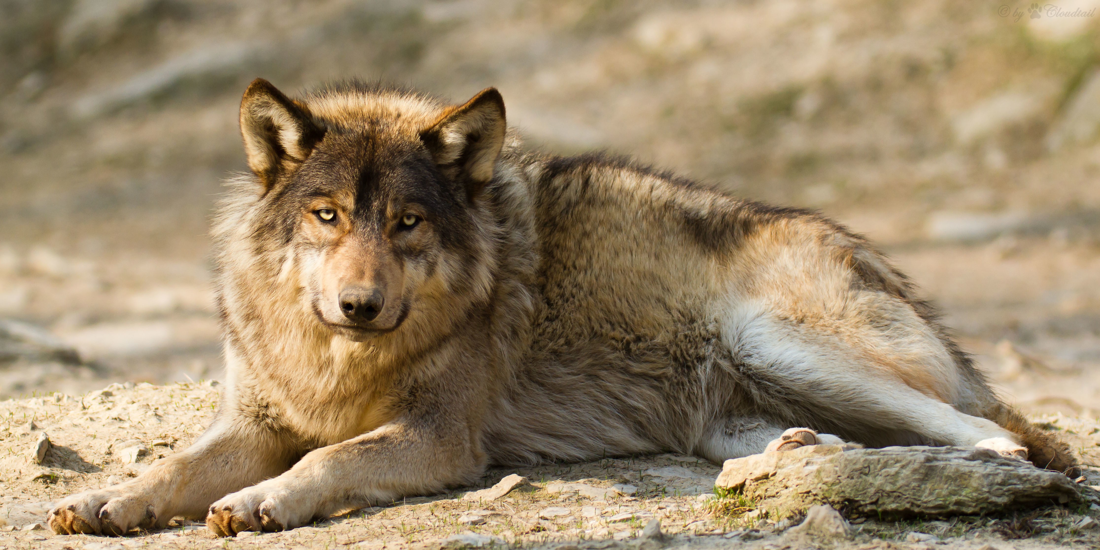 A wolf lying down on the ground HD Wallpaper