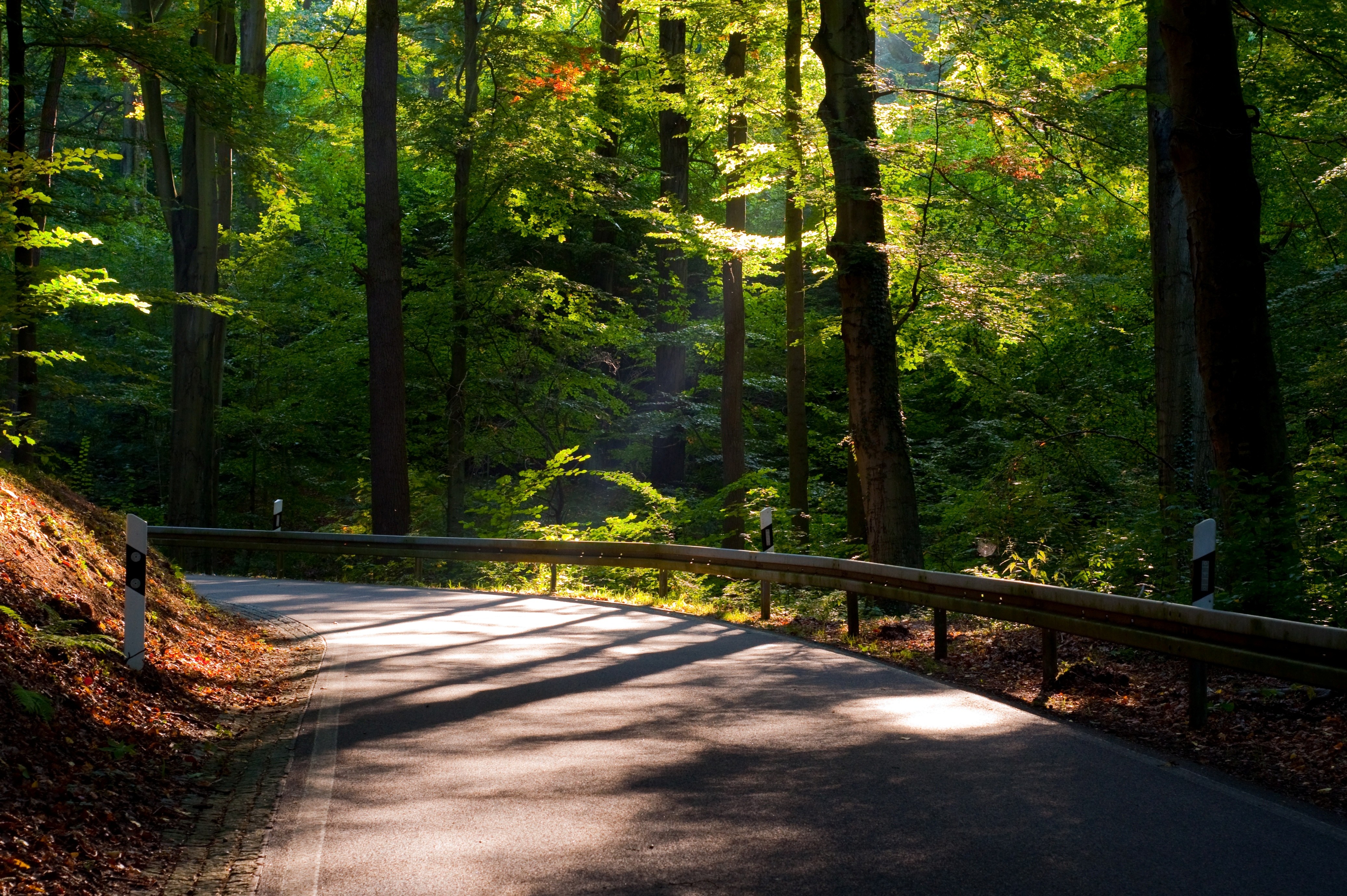 Road through a sunlit forest HD Wallpaper