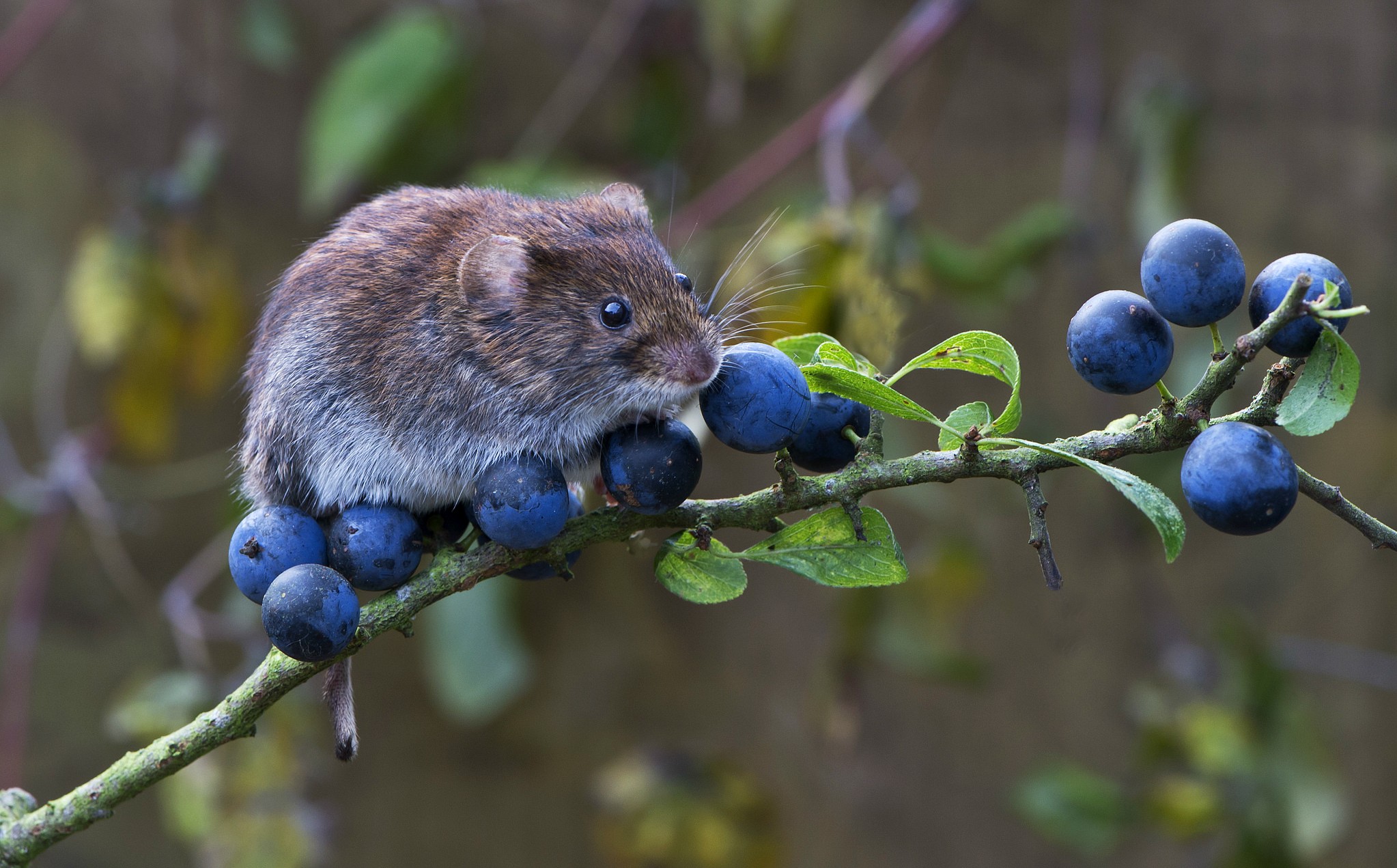 Mouse sitting on a branch with berries HD Wallpaper
