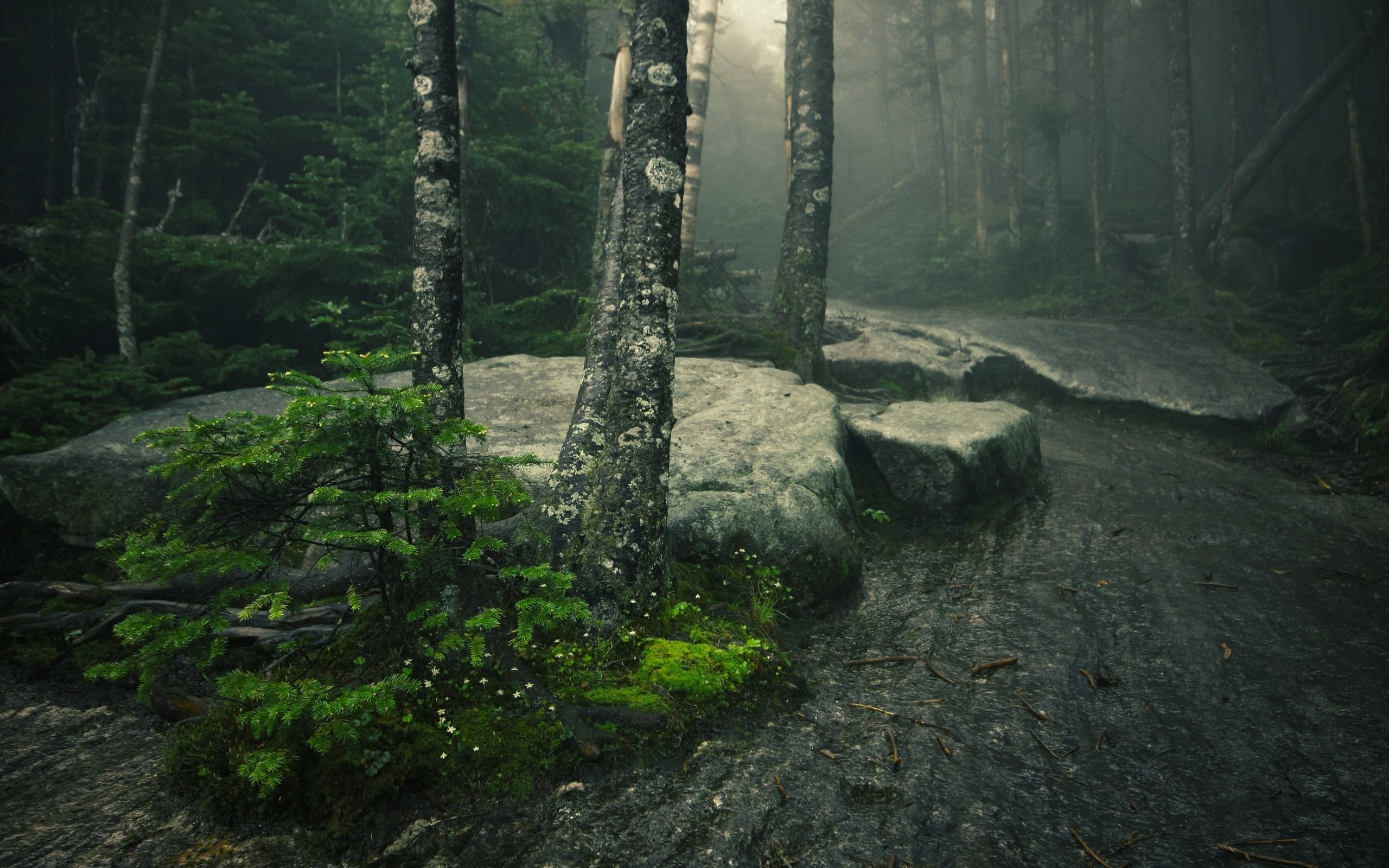 Misty forest path with moss-covered rocks and trees HD Wallpaper