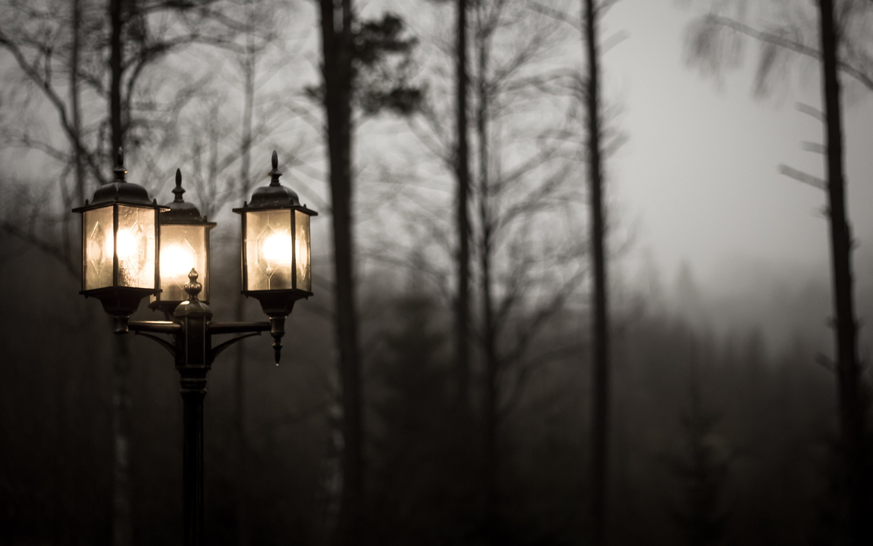 Street light in a misty forest HD Wallpaper