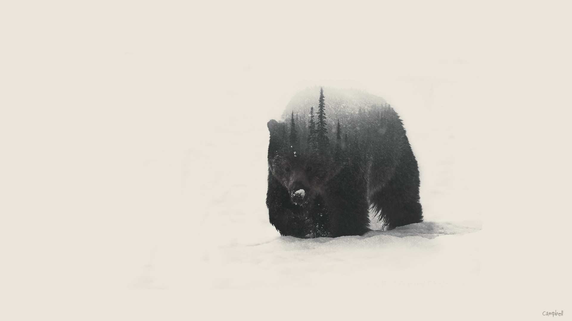 Double exposure of a bear in a snowy forest HD Wallpaper