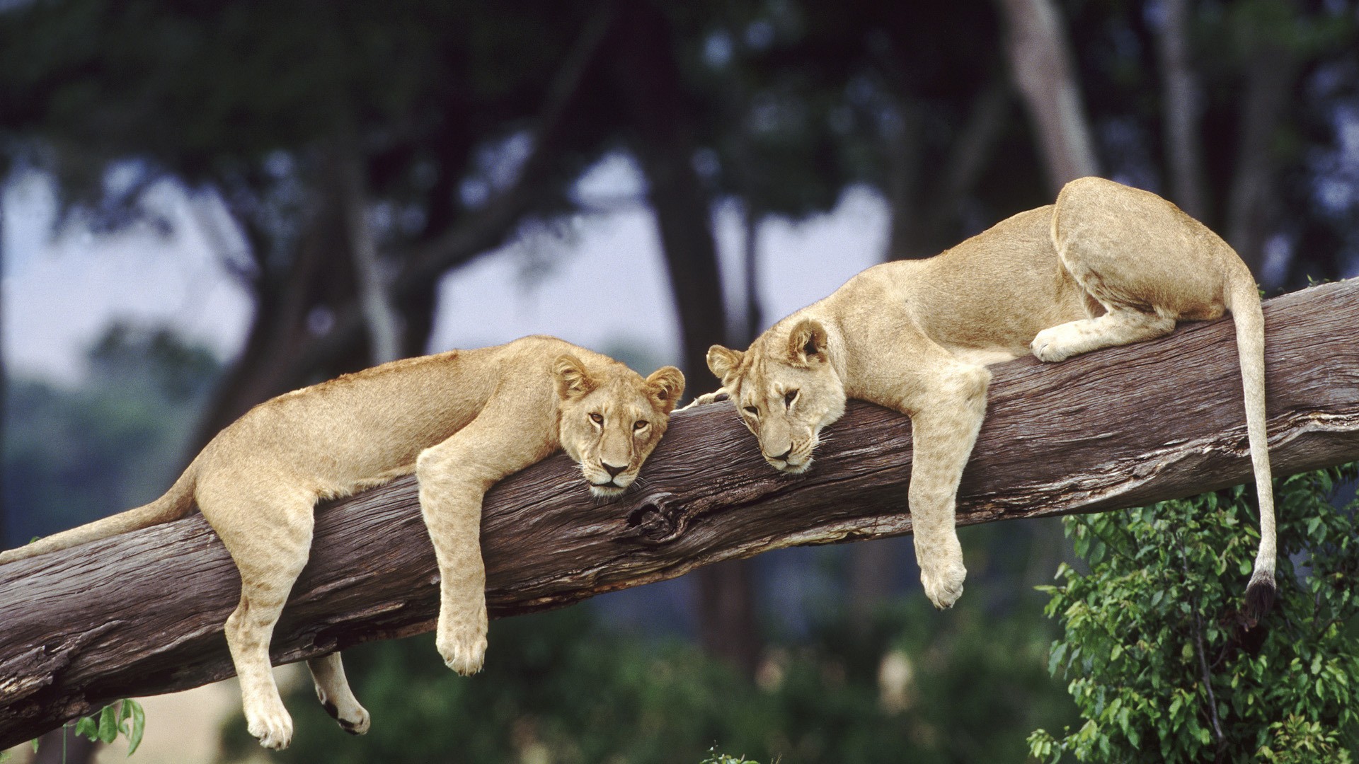 Two lions resting on a fallen tree trunk HD Wallpaper