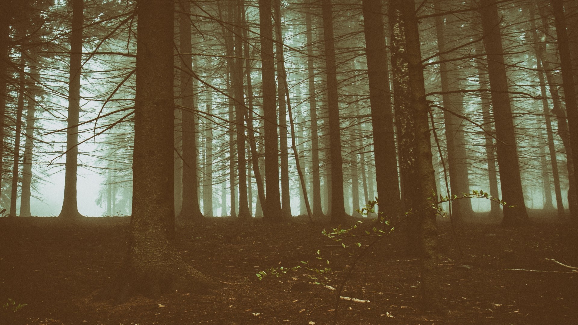 A dense, misty forest with tall trees HD Wallpaper