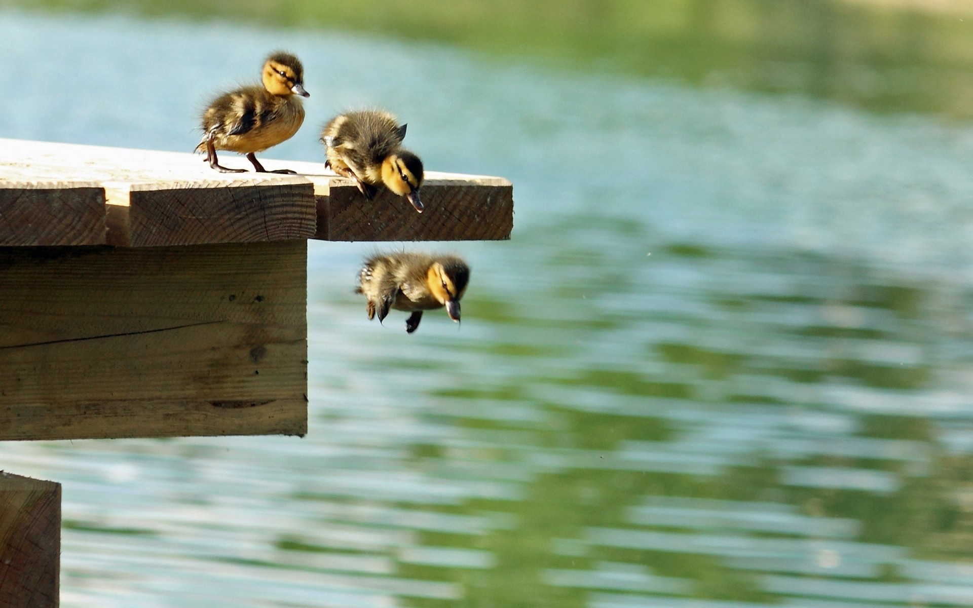 Three ducklings on a wooden dock jumping into water HD Wallpaper