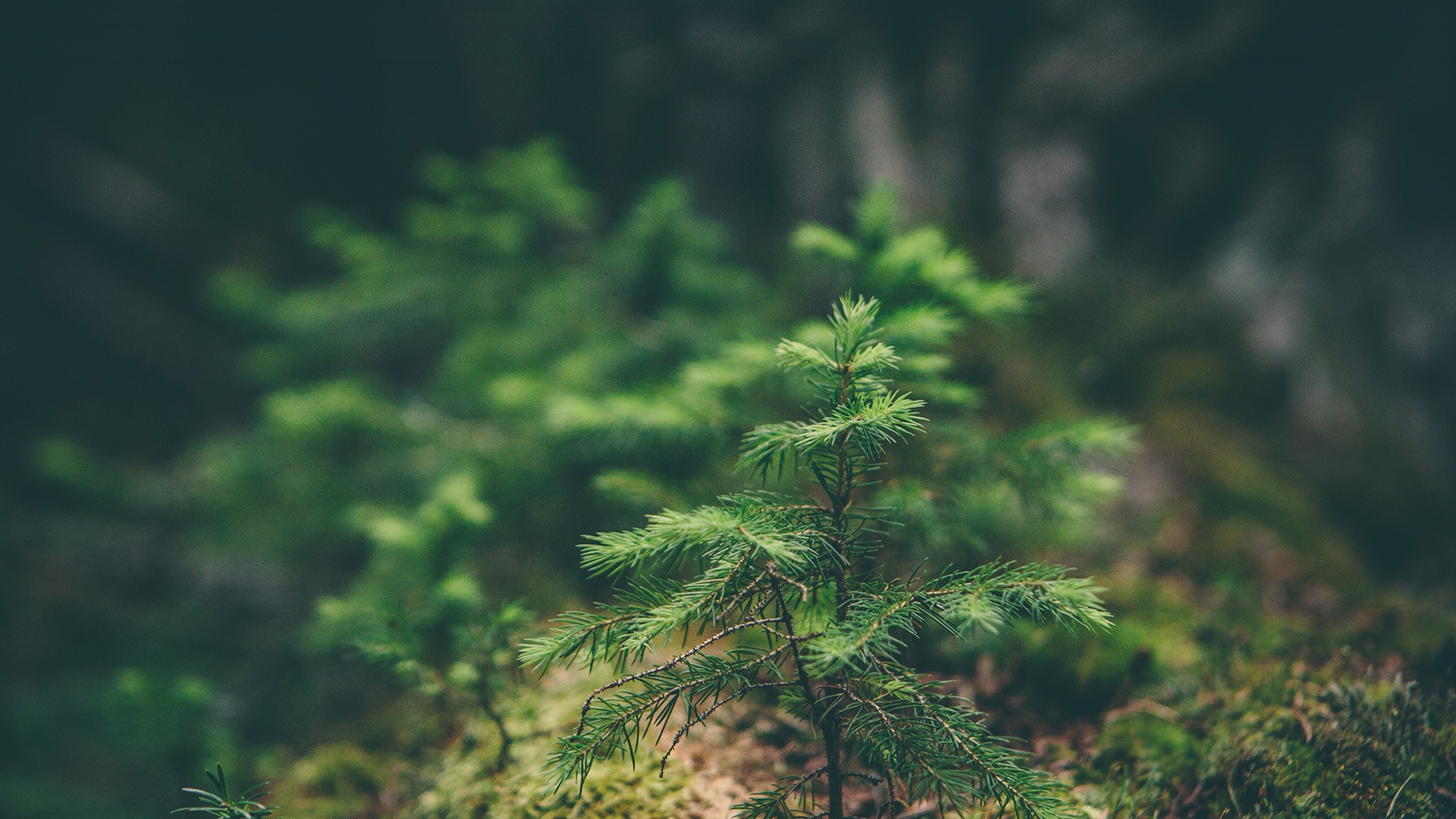 Young spruce trees in a forest HD Wallpaper