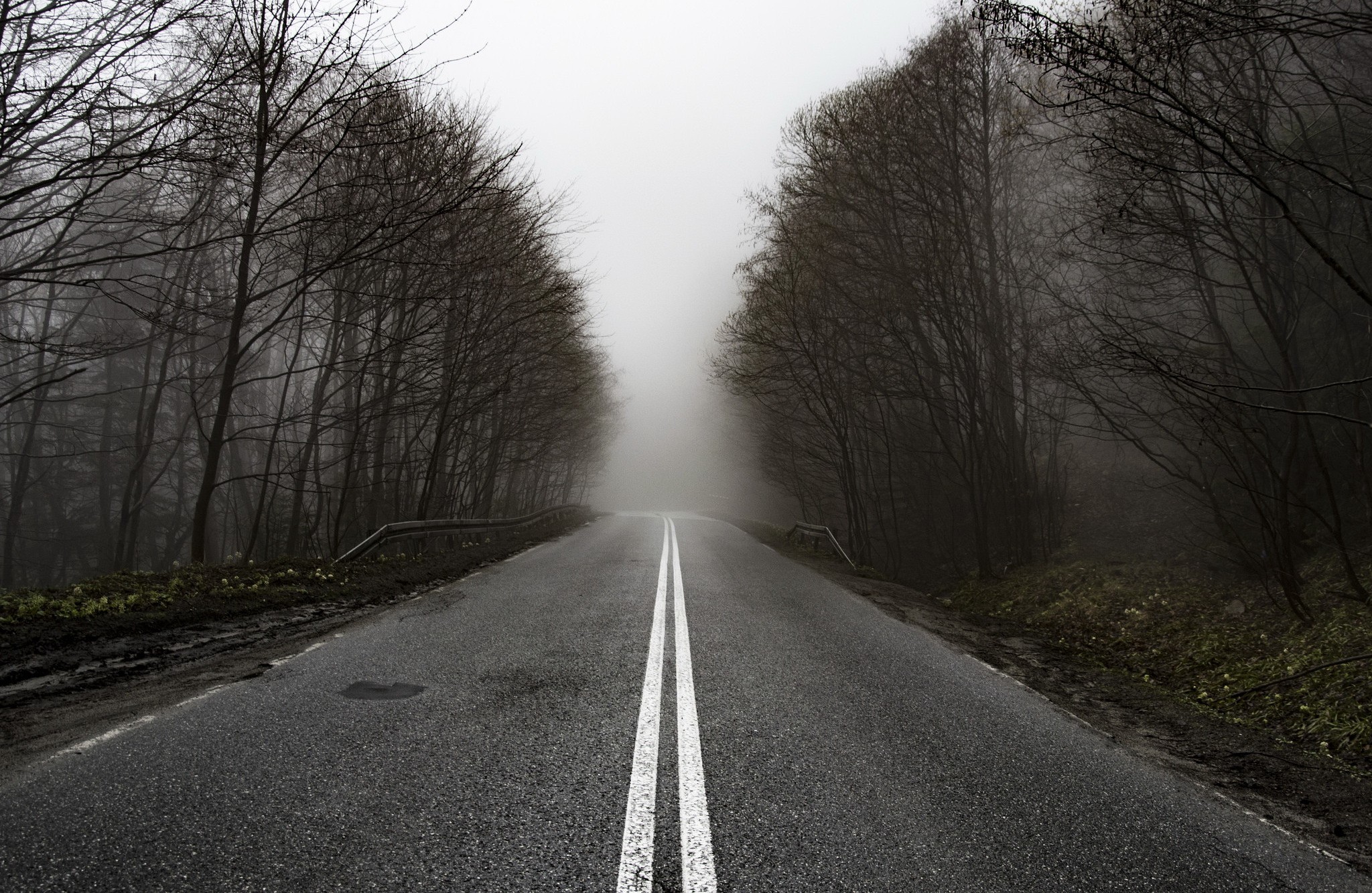 A foggy road through a bare forest HD Wallpaper