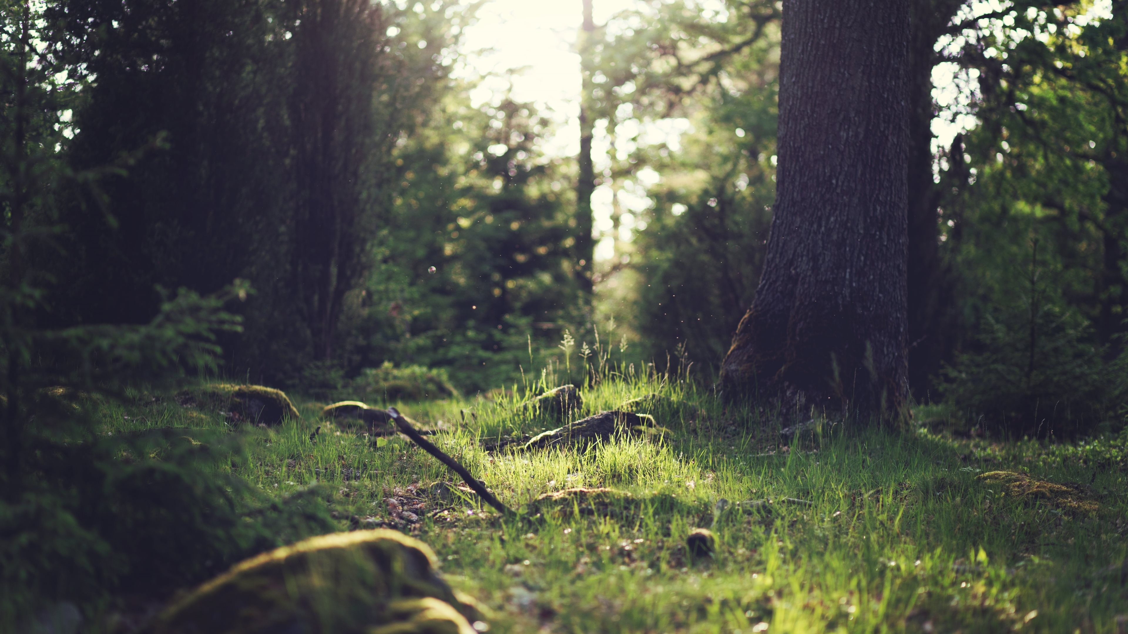Sunlight filtering through trees in a forest landscape HD Wallpaper