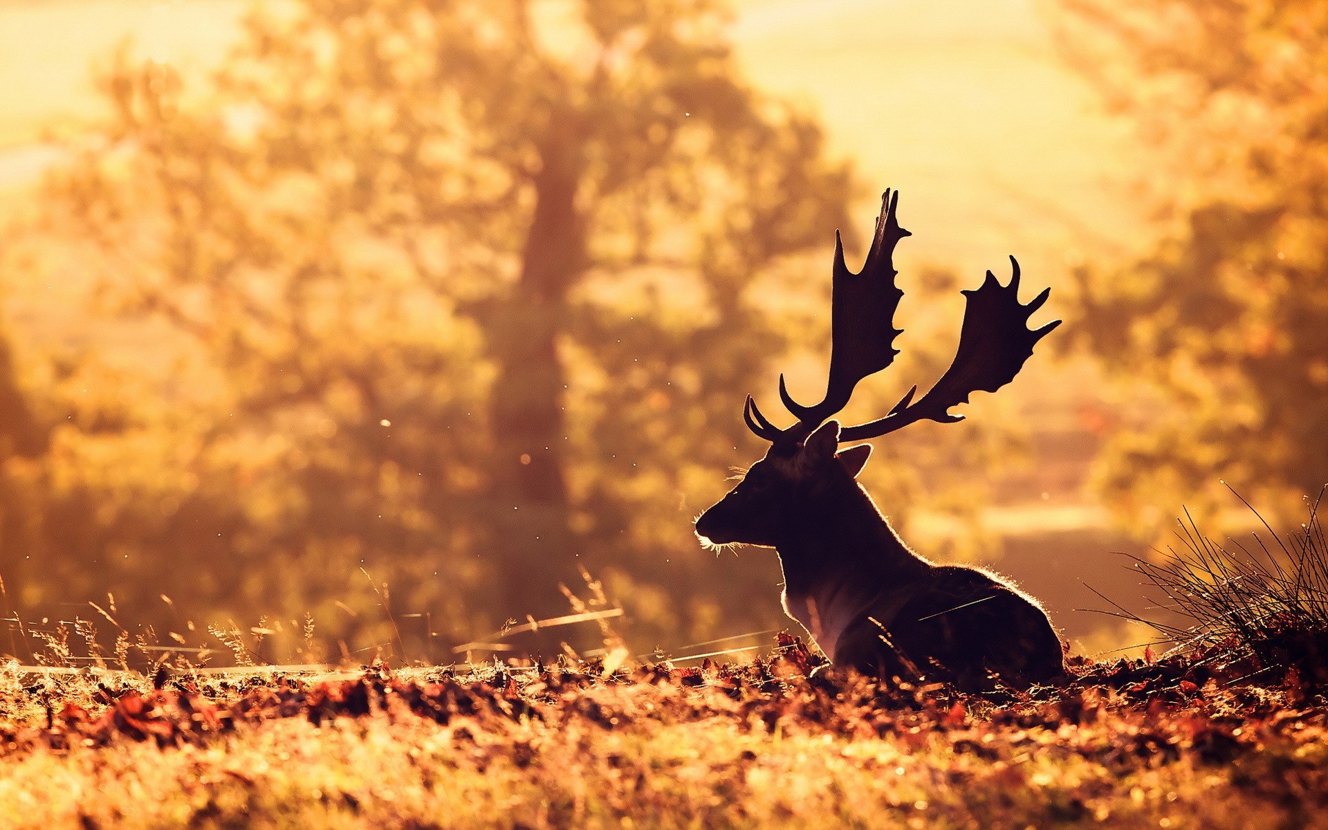 Deer sitting in a field during sunset HD Wallpaper