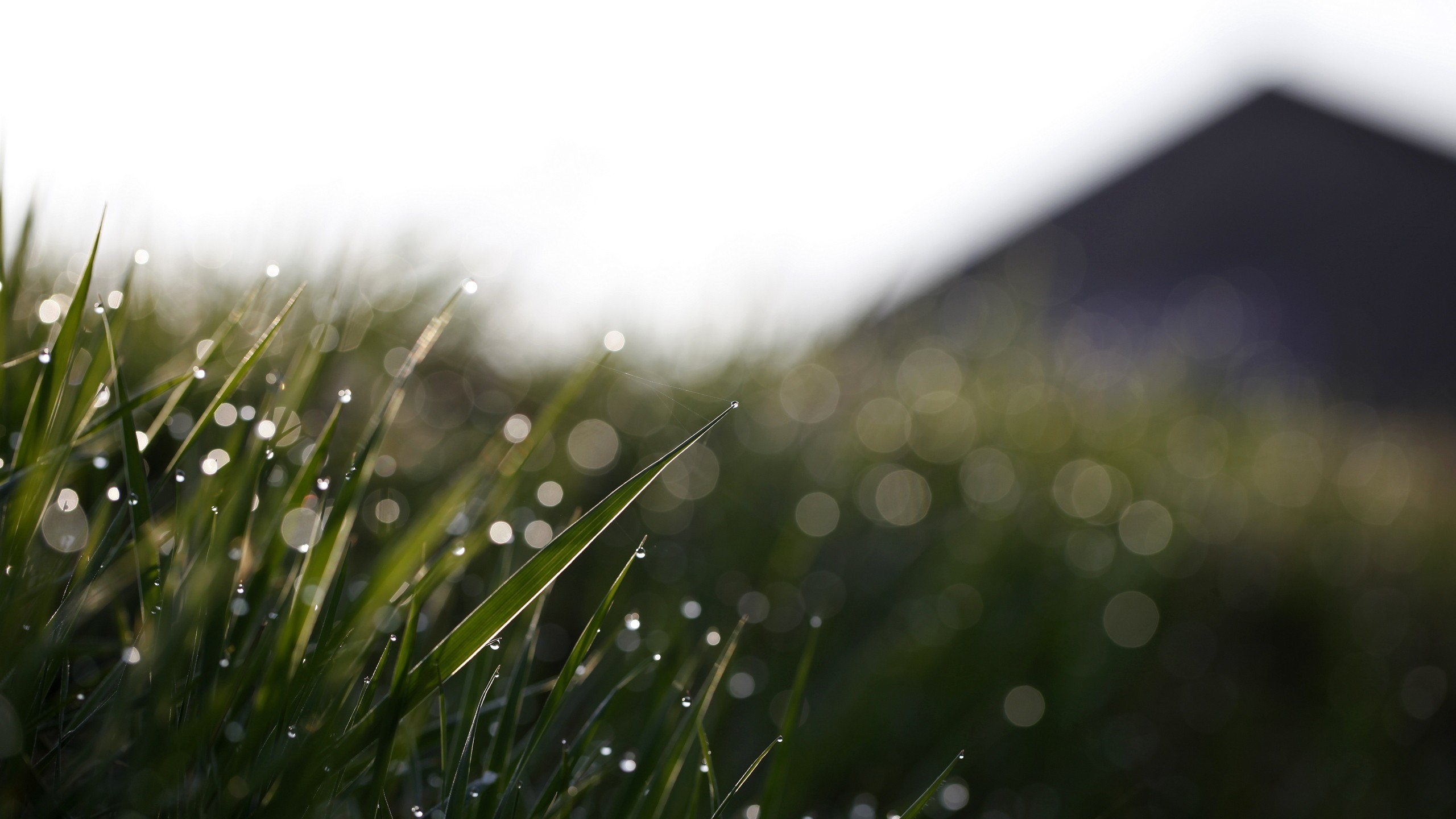 Dewdrops on grass with bokeh and mountain silhouette HD Wallpaper