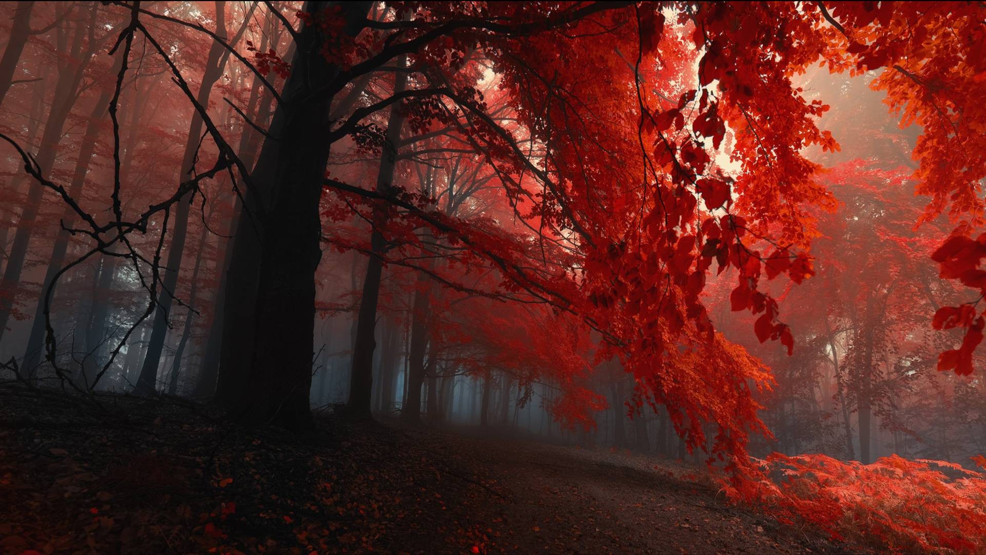 Red forest with fog HD Wallpaper