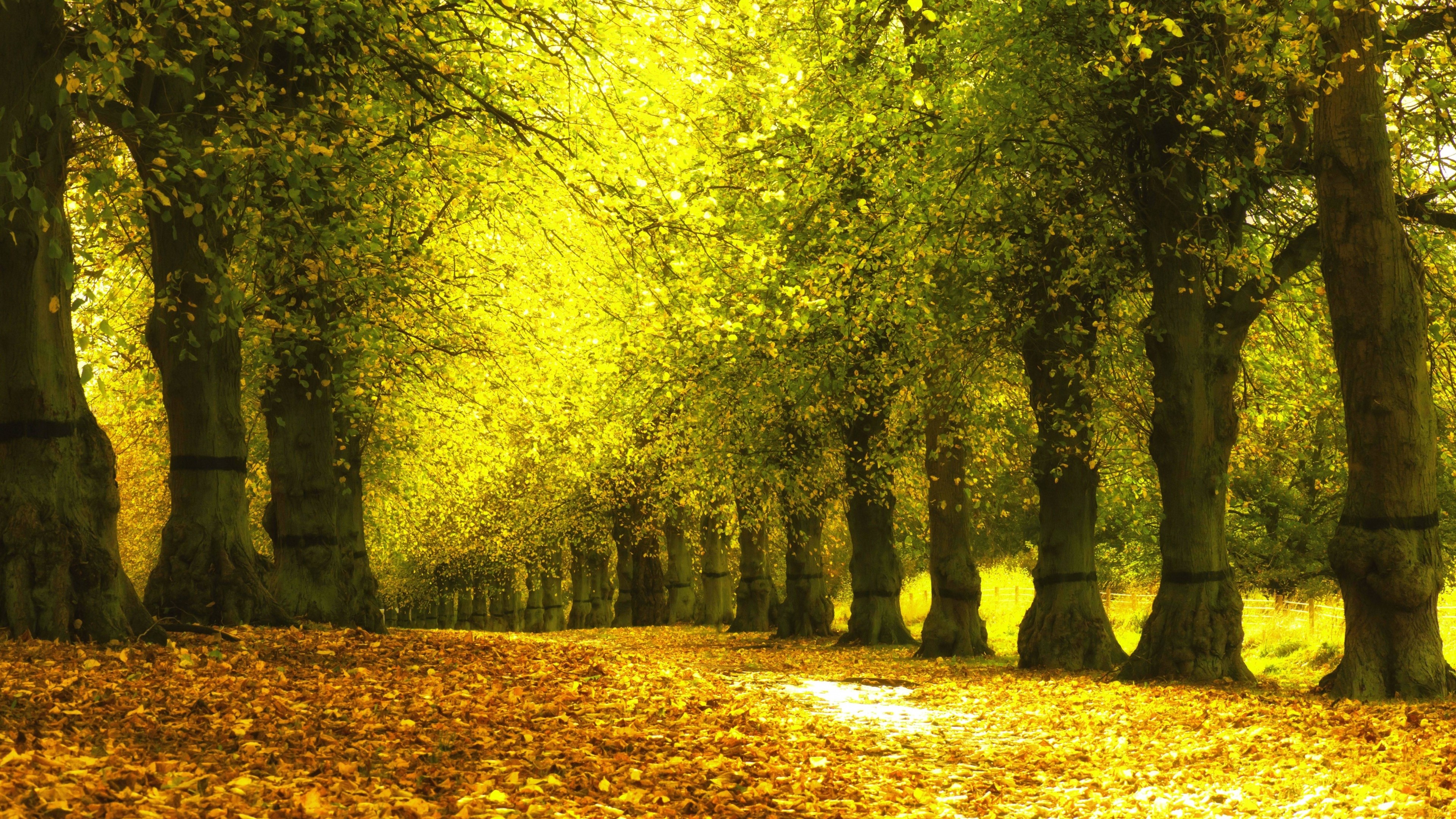 Autumn trees with fallen leaves on the ground HD Wallpaper