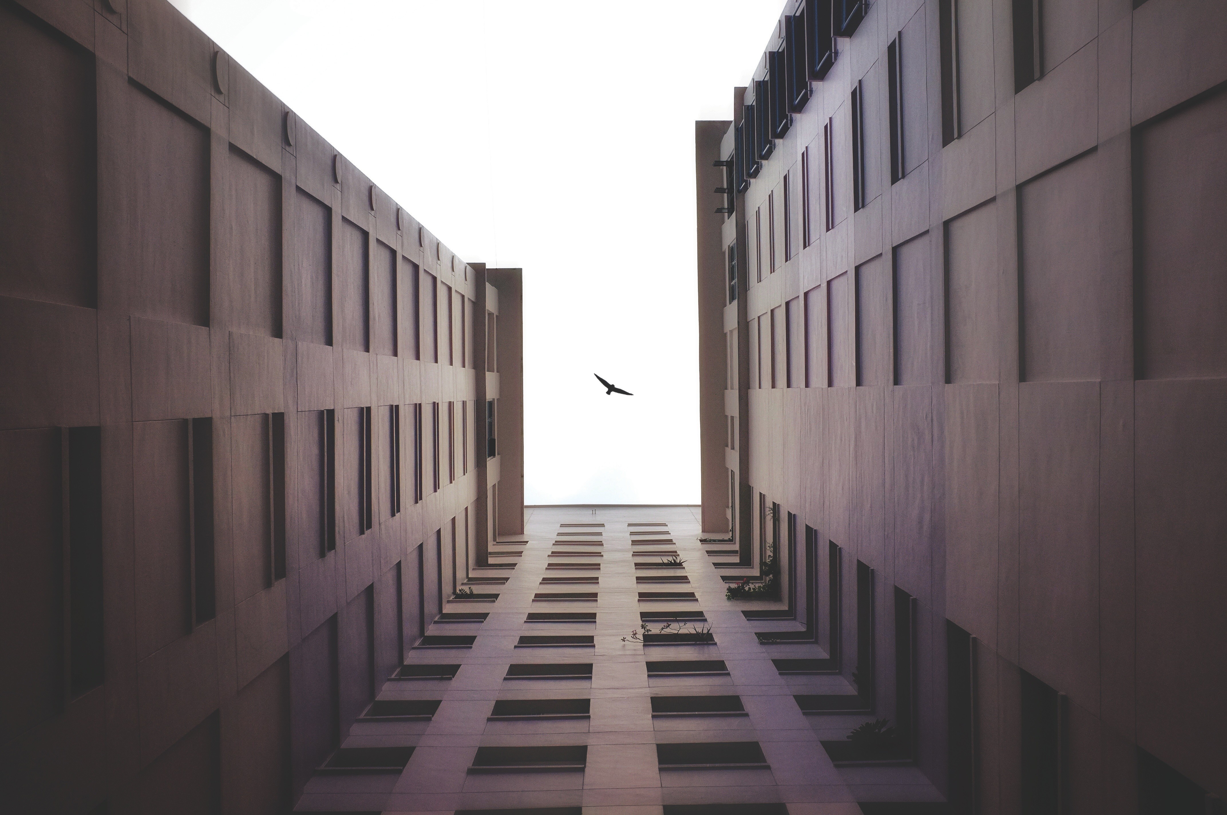 Bird flying between buildings, worm's eye view HD Wallpaper