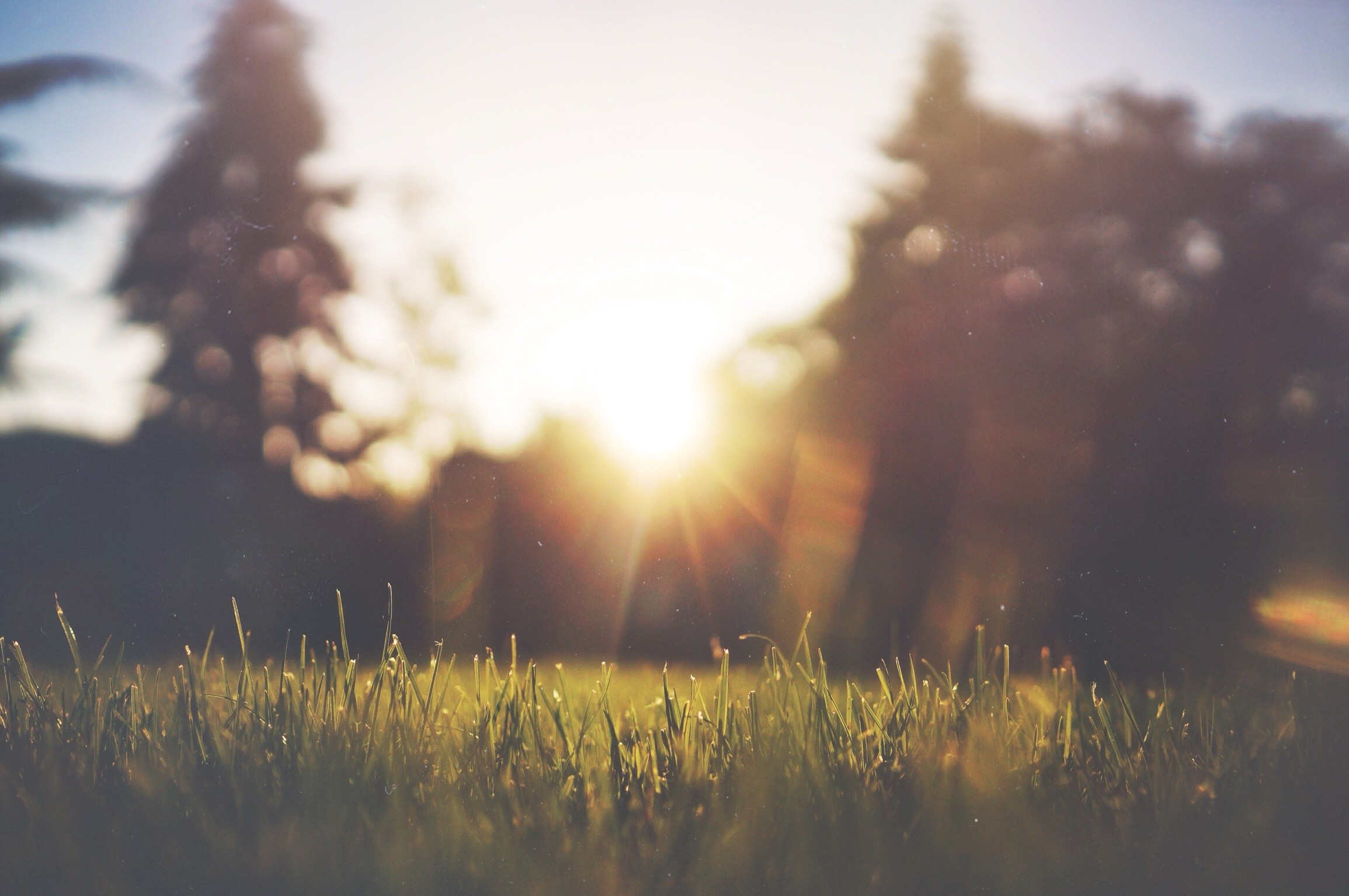 Sunlight shining through trees onto grass HD Wallpaper