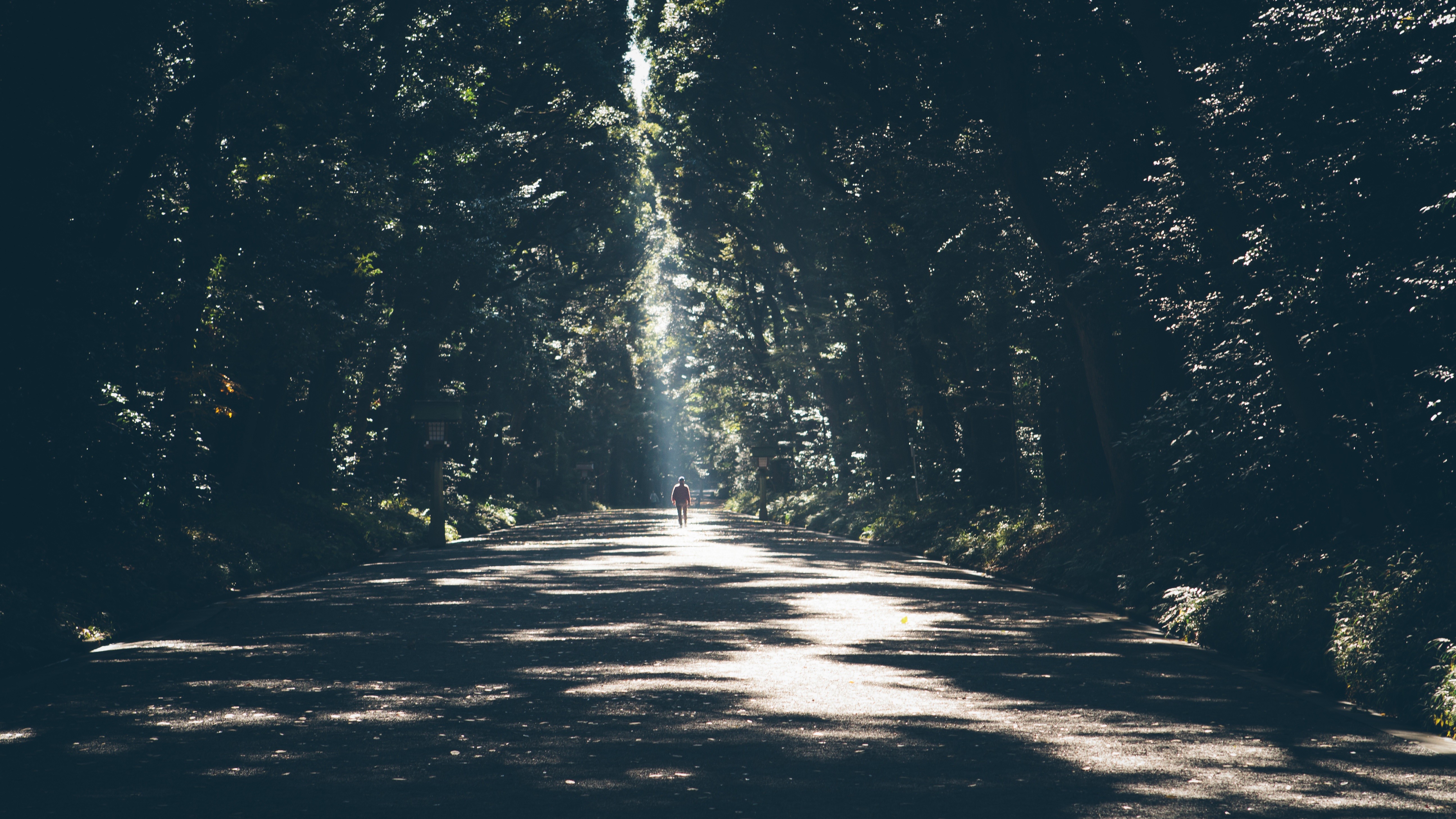 Person walking on a path through a sunlit forest HD Wallpaper