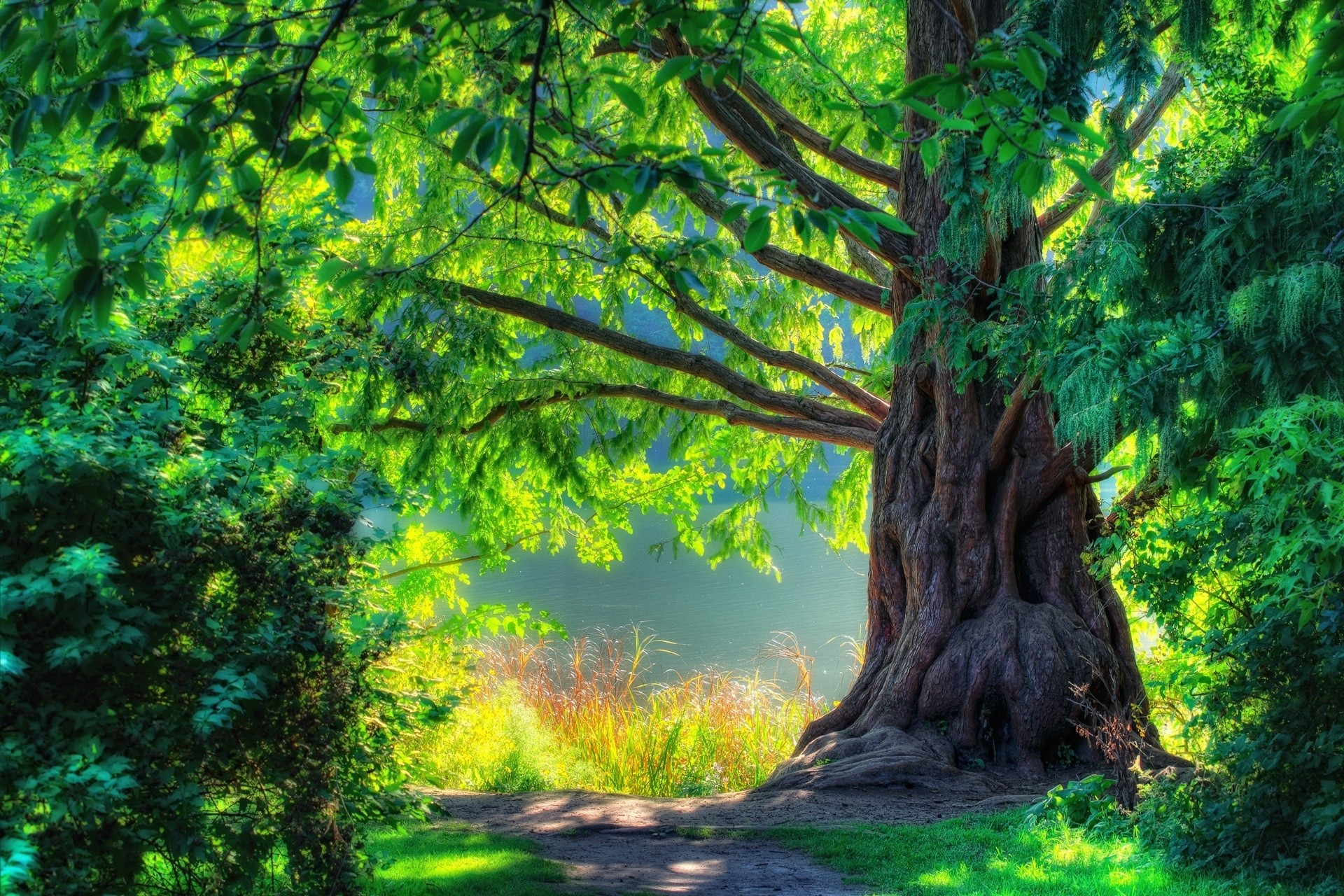 Sunlight filtering through trees by a body of water HD Wallpaper